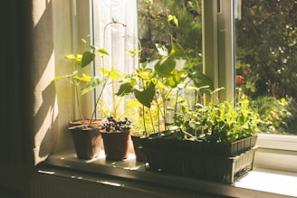 Young plants growing in pots on a sunny windowsill.
