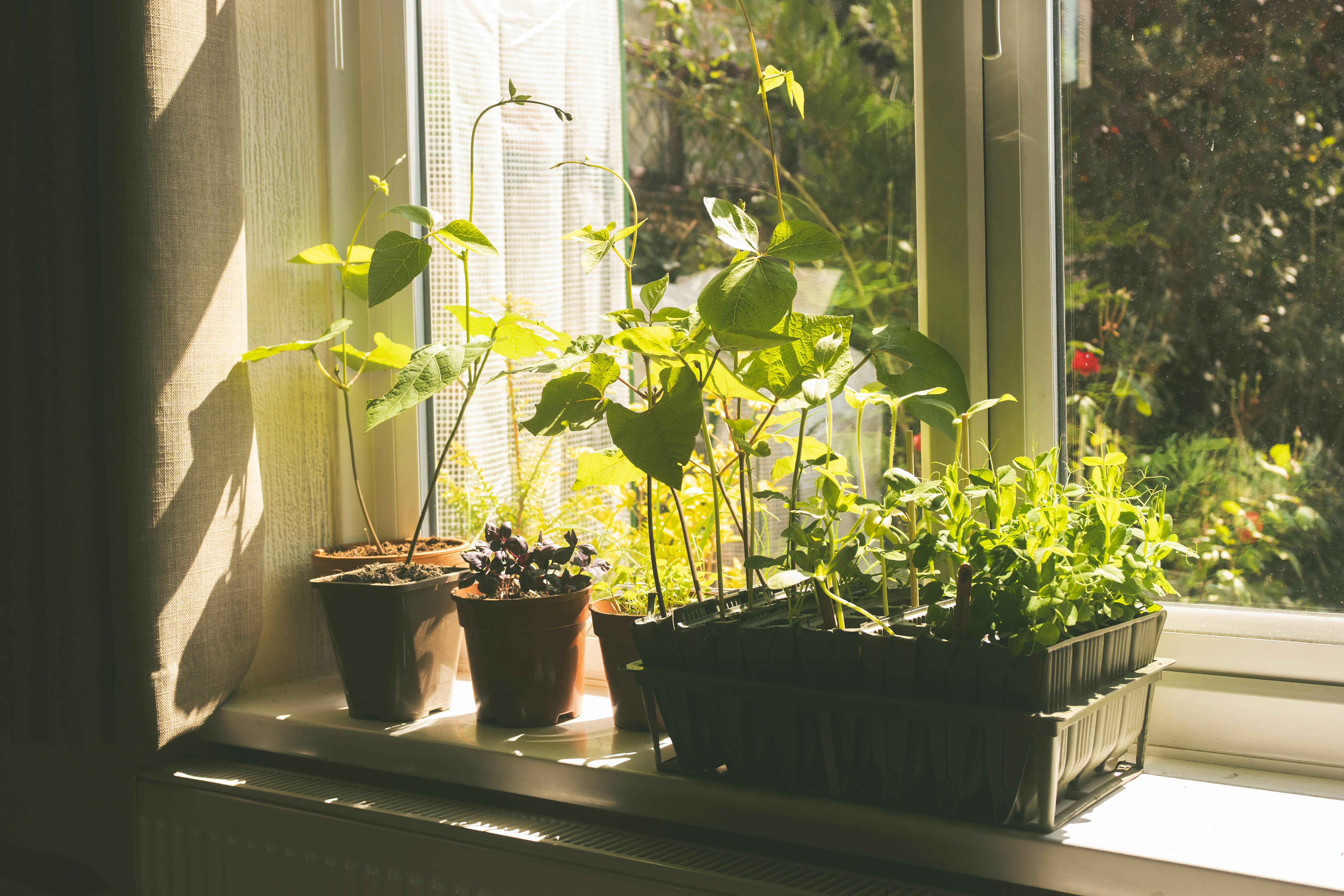 Stop Guessing Where Your Plants Go: The Room-by-Room Light Map Every Home Needs