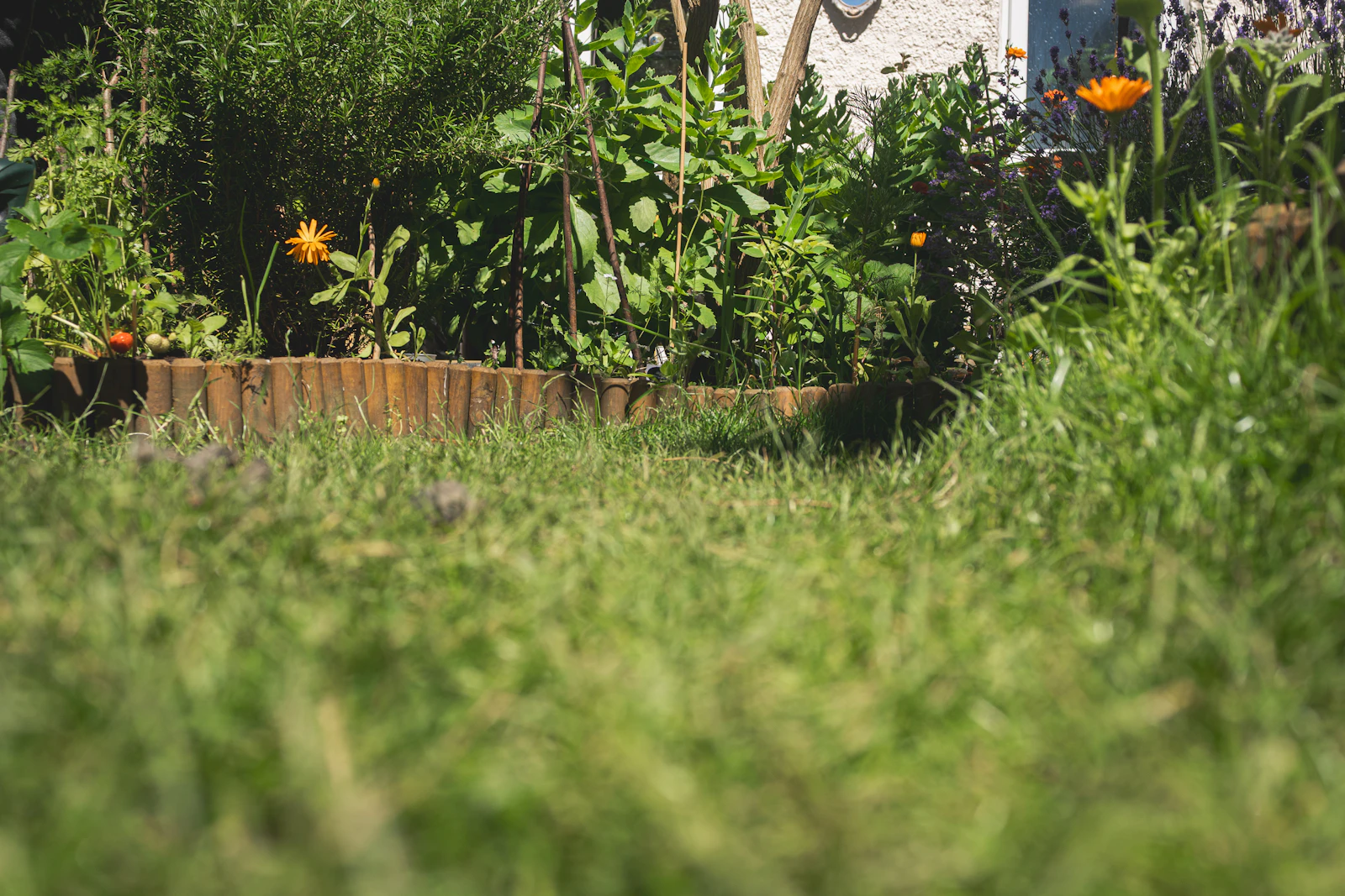 A lush garden path lined with bordered plantings and dense green foliage