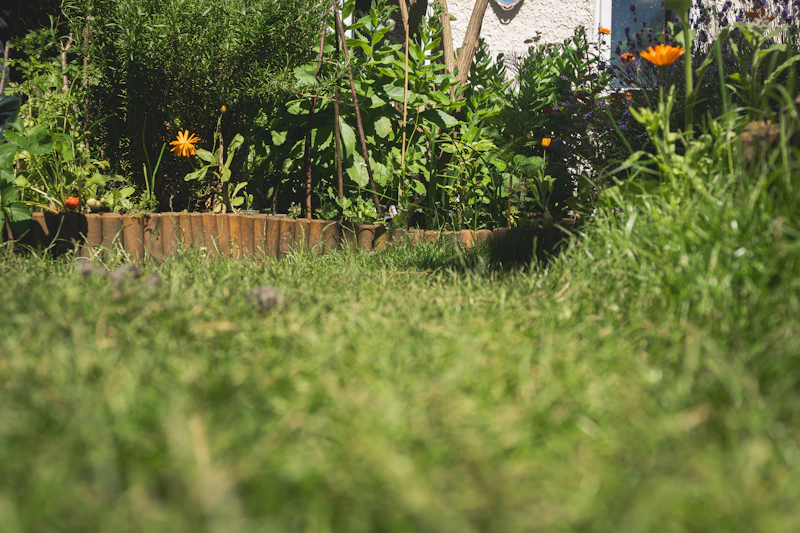 Low angle view of a lush green garden path