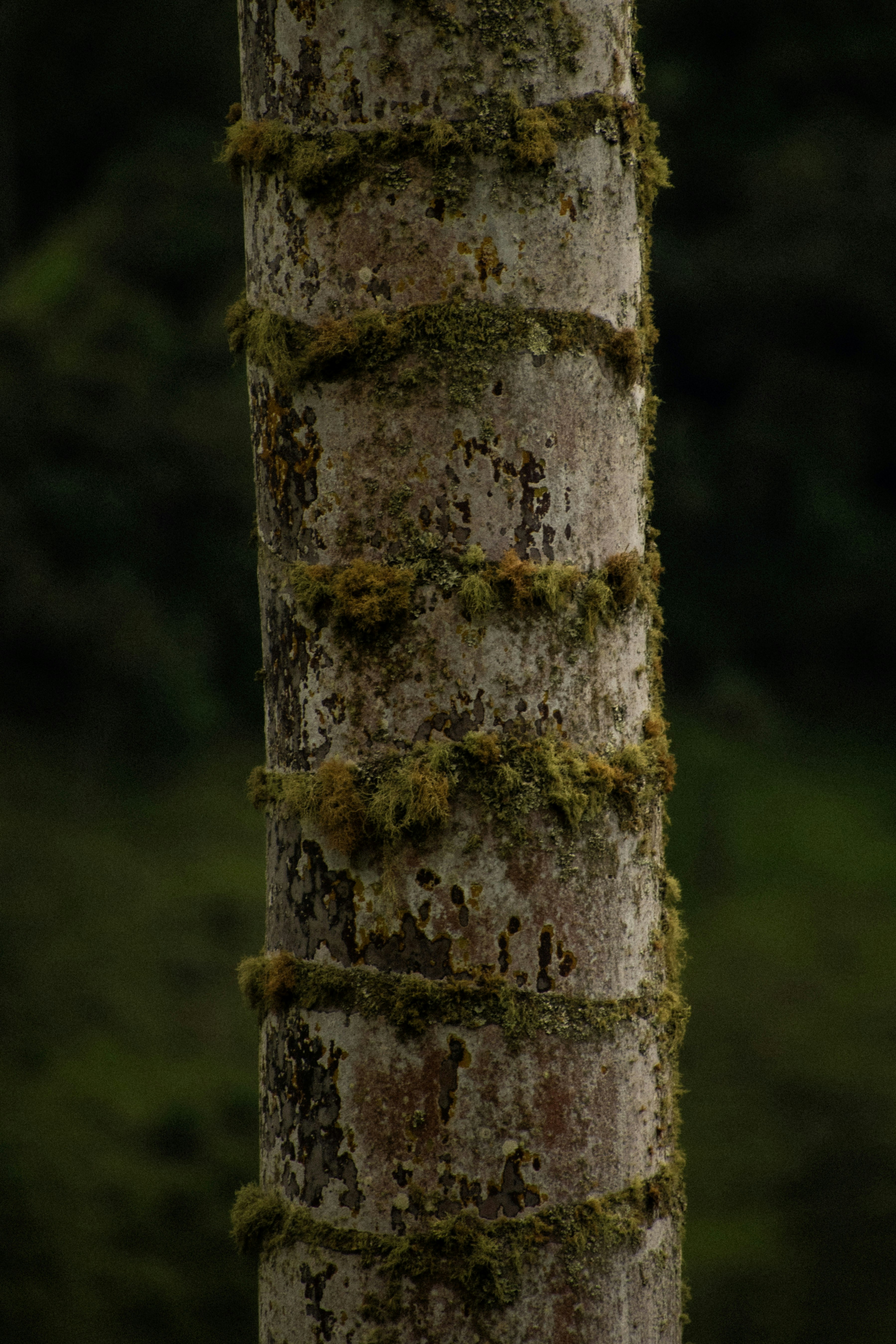 Photo by sebaslaverde_nkn