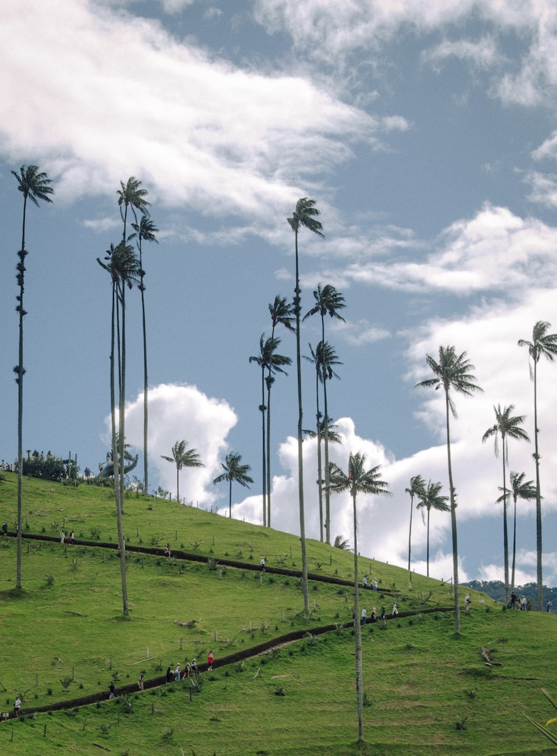 Valle del Cocora