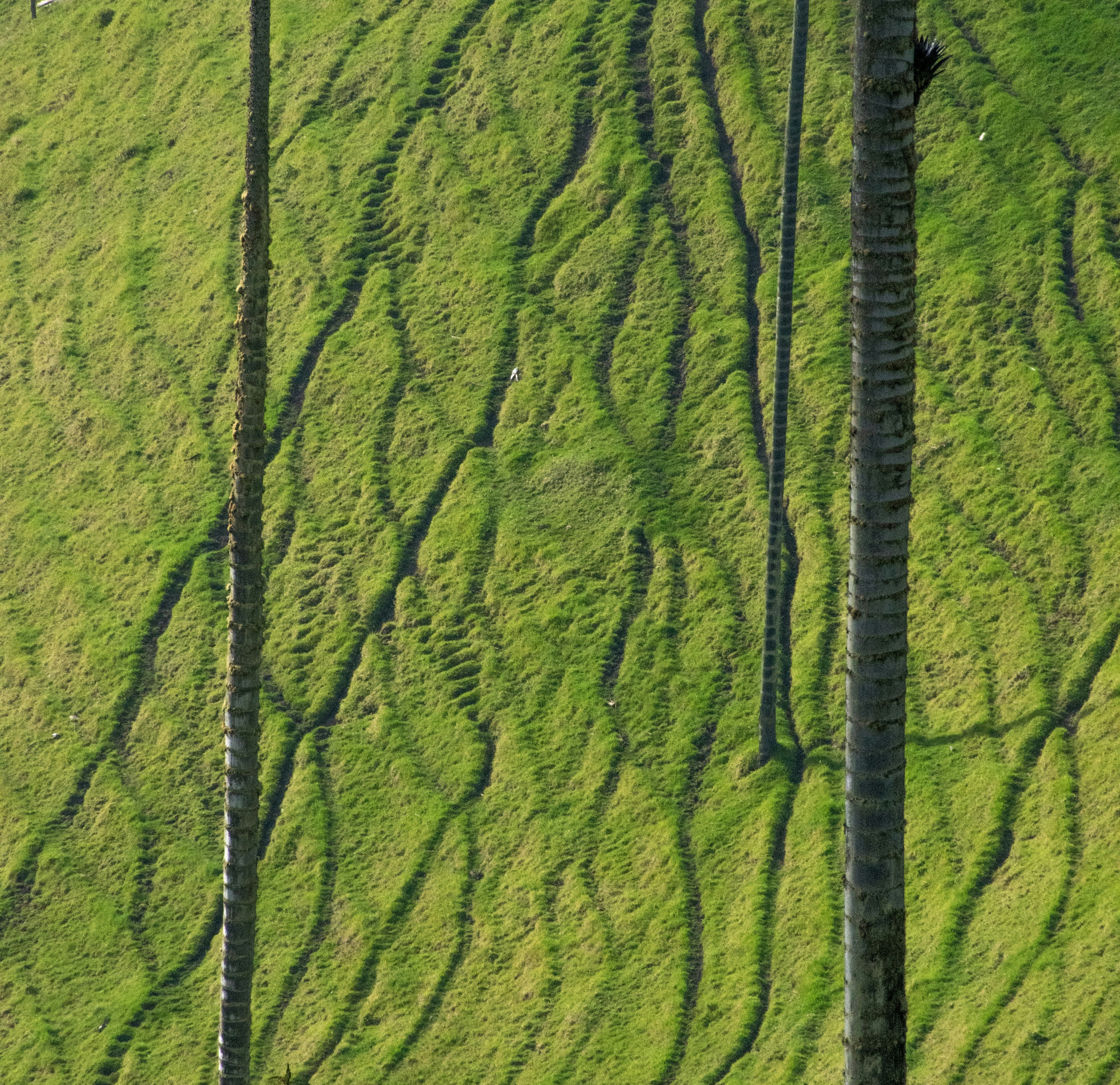 Photo by sebaslaverde_nkn