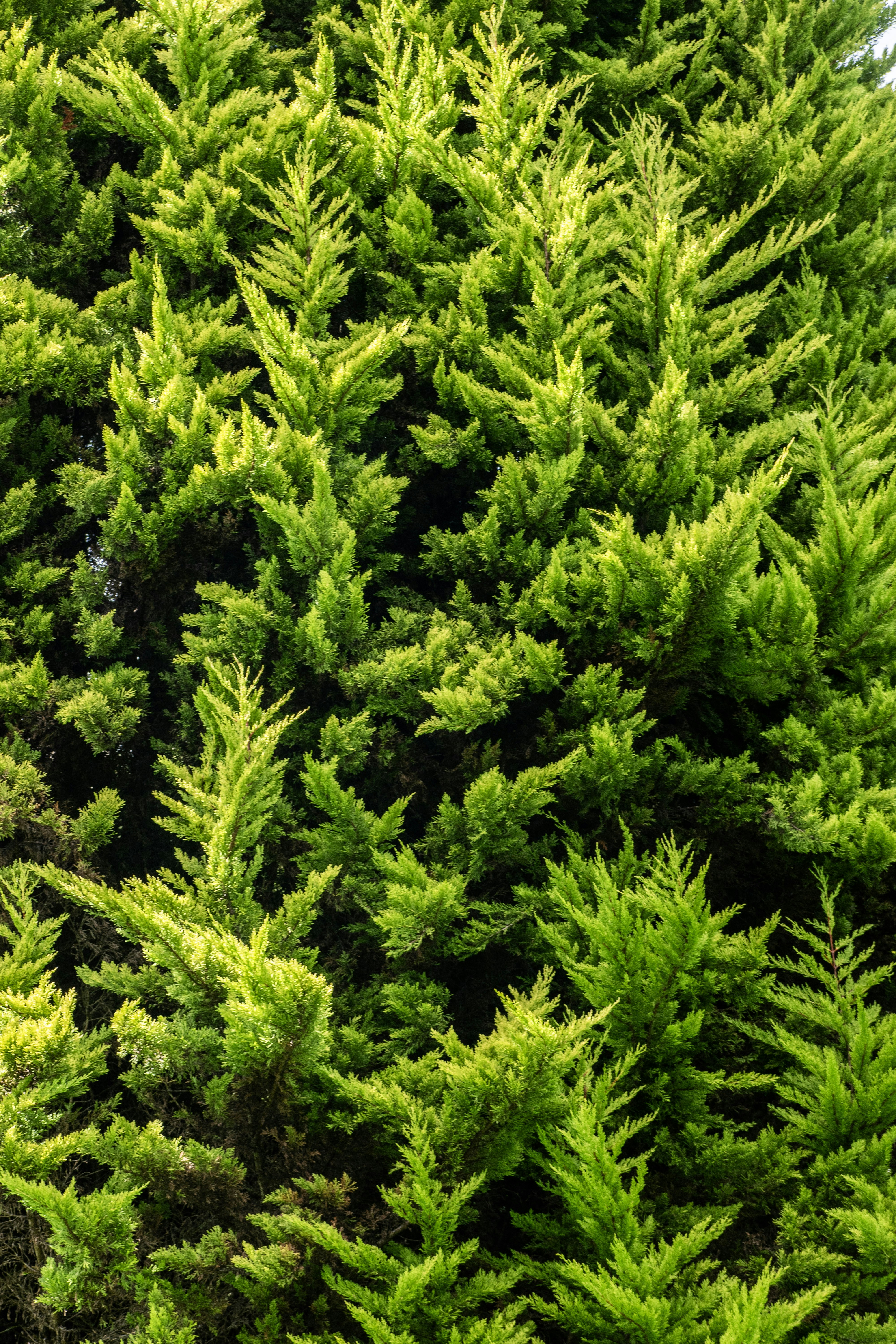 Photo by sebaslaverde_nkn