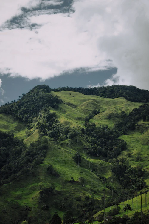 Foto ilustrativa de colinas boscosas en Colombia, referencia de corredor de conectividad