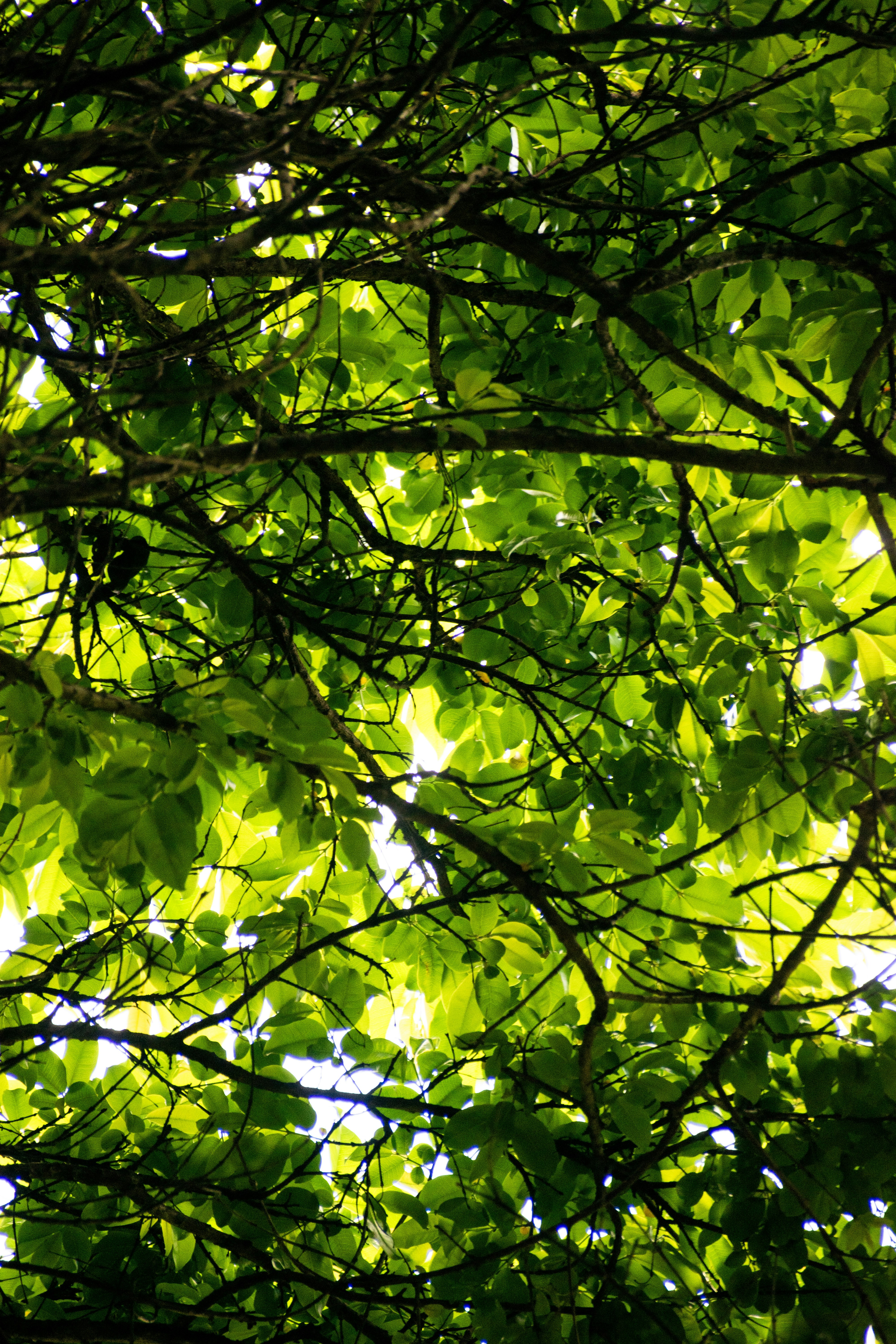 Photo by sebaslaverde_nkn