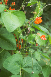Runner bean plant with green pods and orange flowers.
