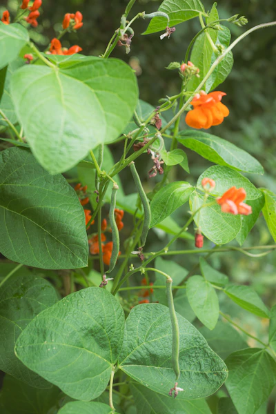 Runner bean plant with green pods and orange flowers.