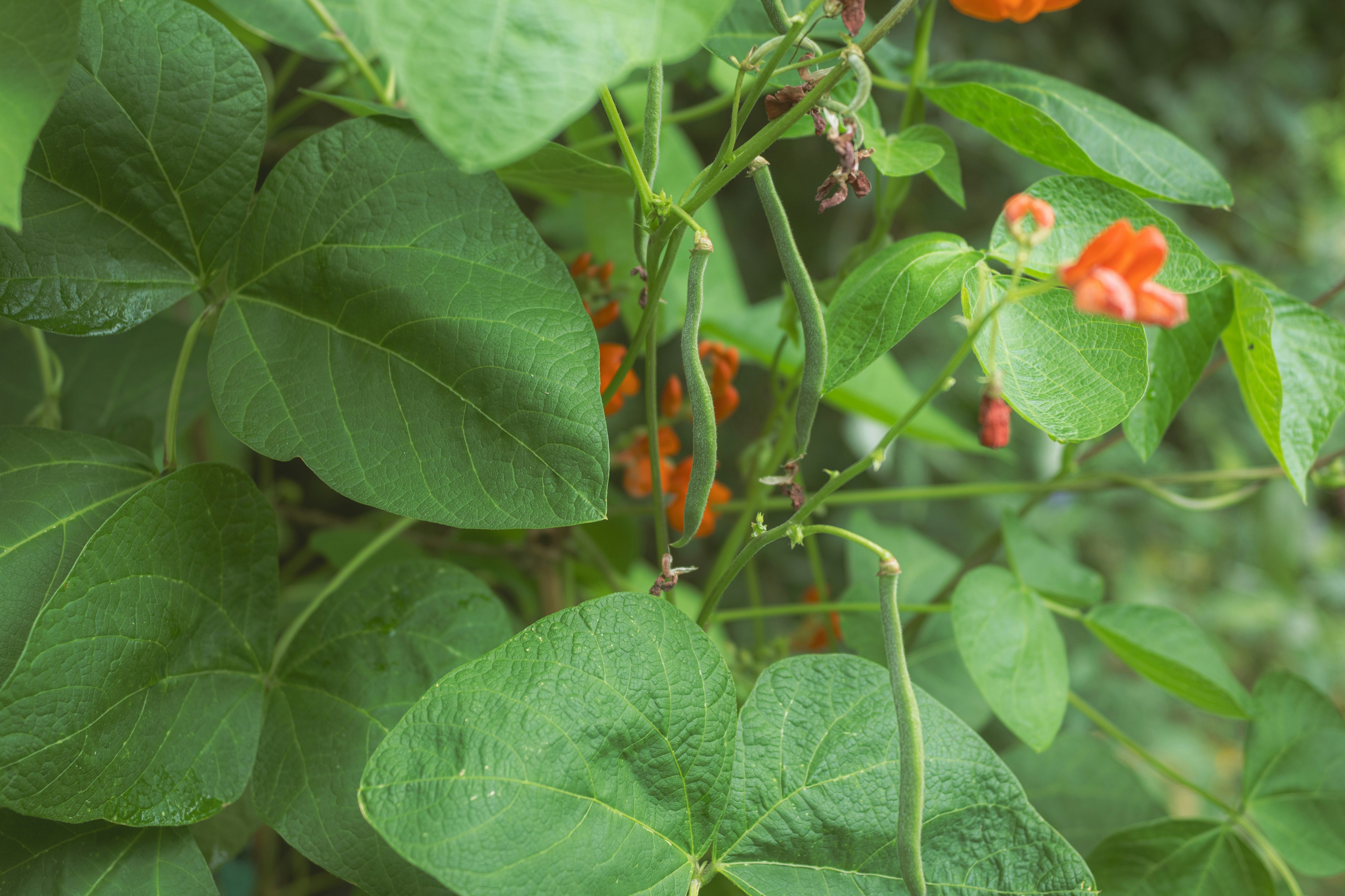Vertical Gardening in Small Spaces — Using Walls and Fences to Grow More