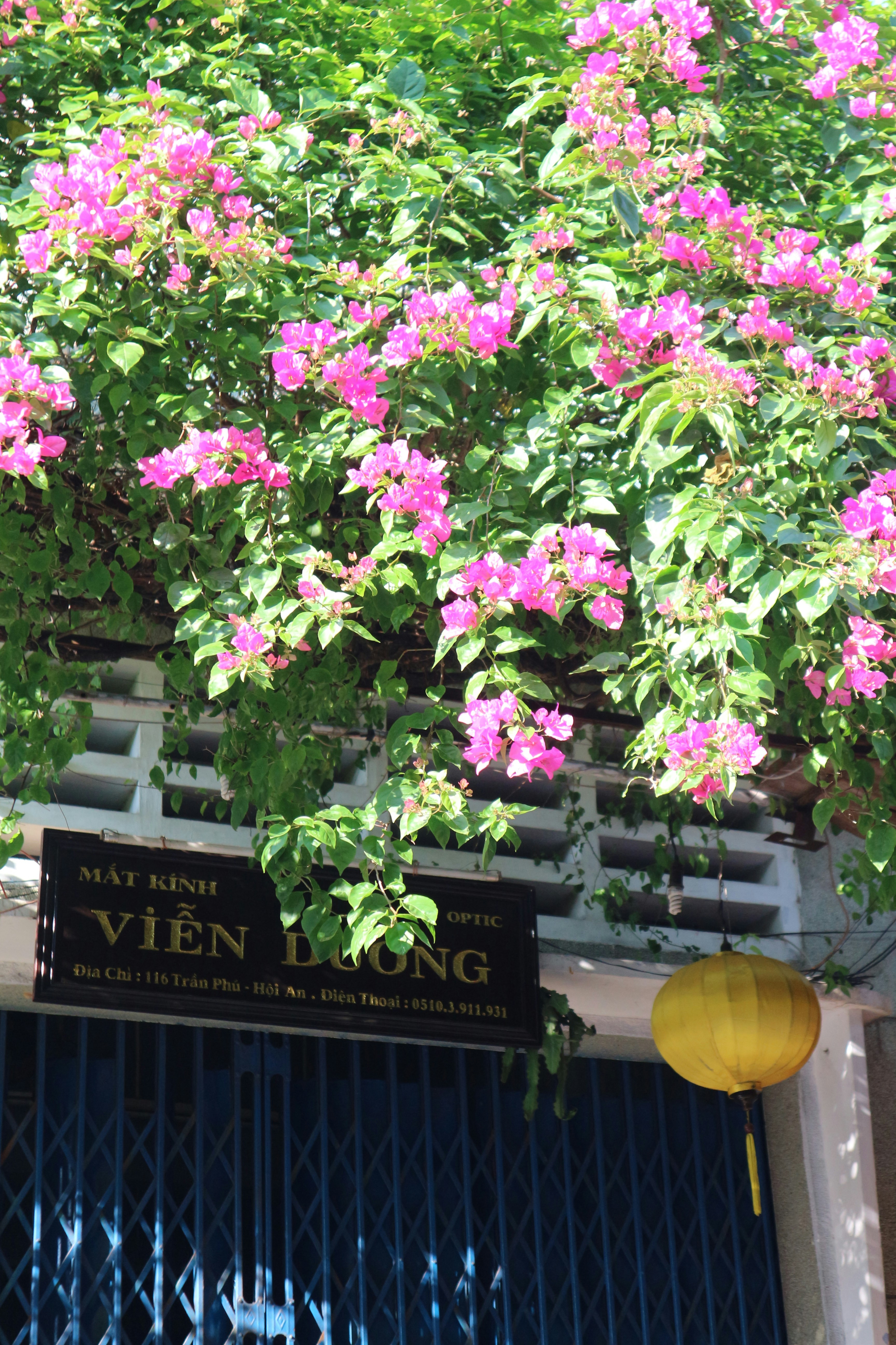 Pink bougainvillea flowers bloom above a sign.