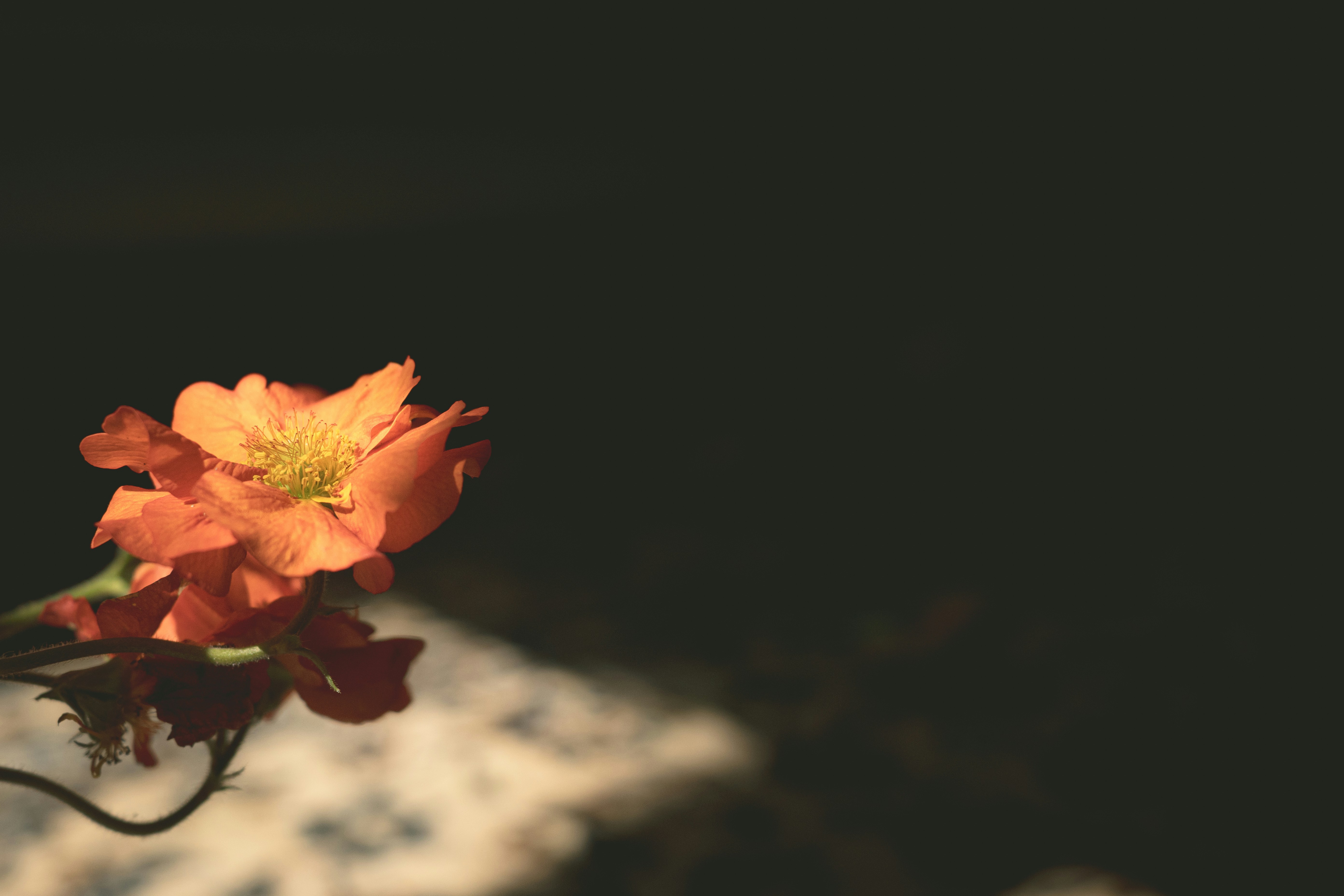 An orange flower with a dark background.