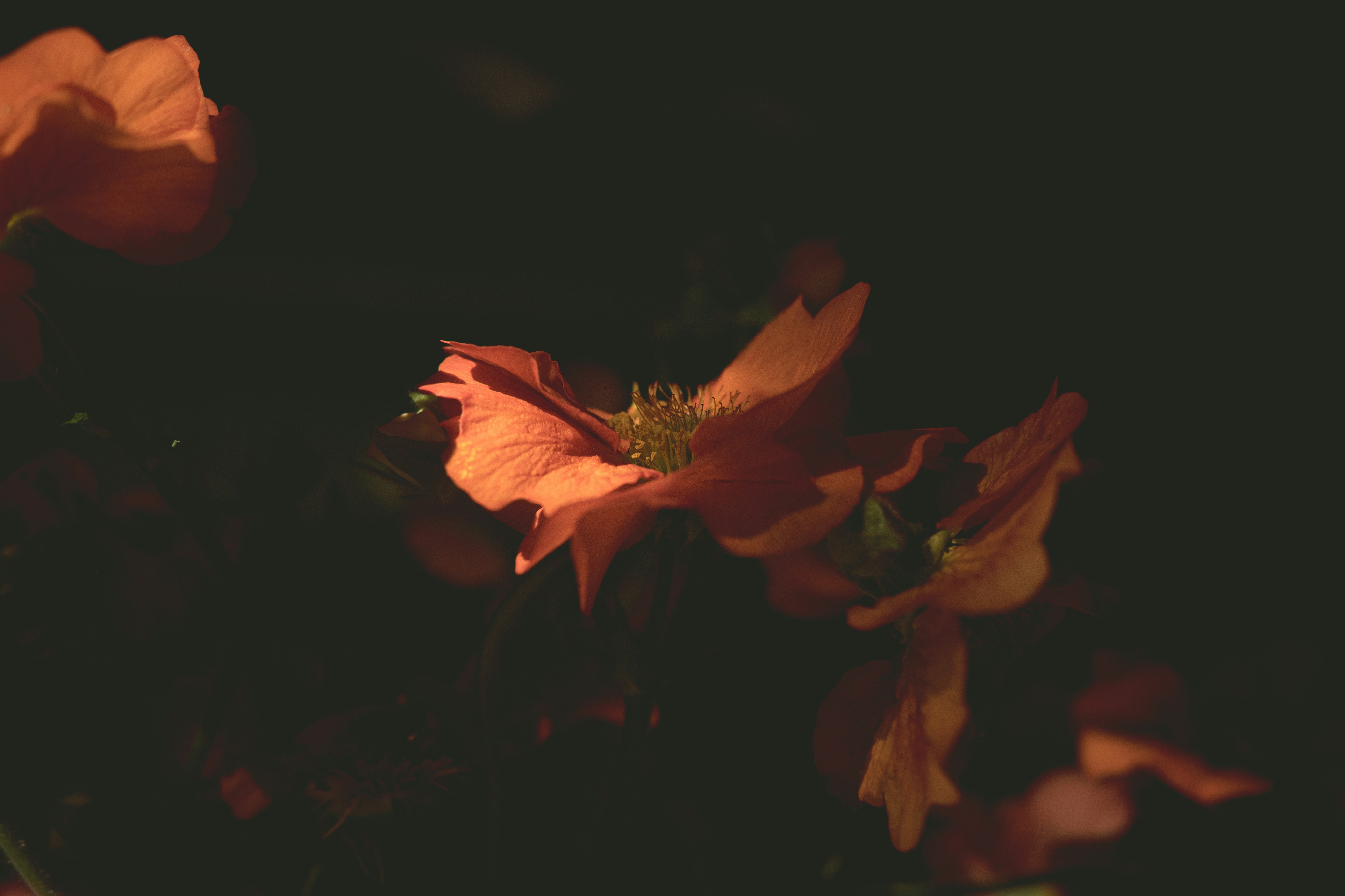Close-up of orange flowers against a dark background.