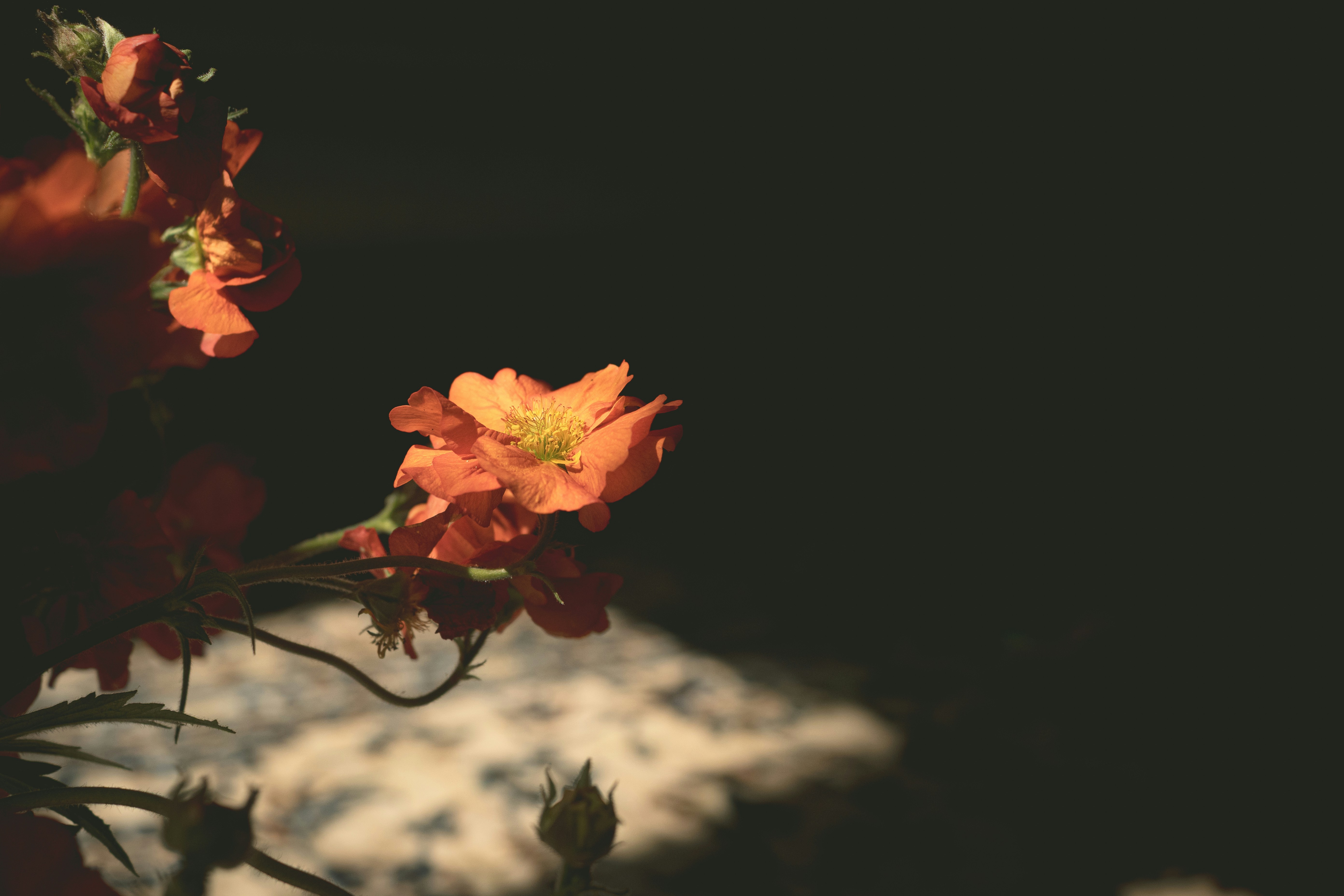 Orange flowers with yellow centers in sunlight.