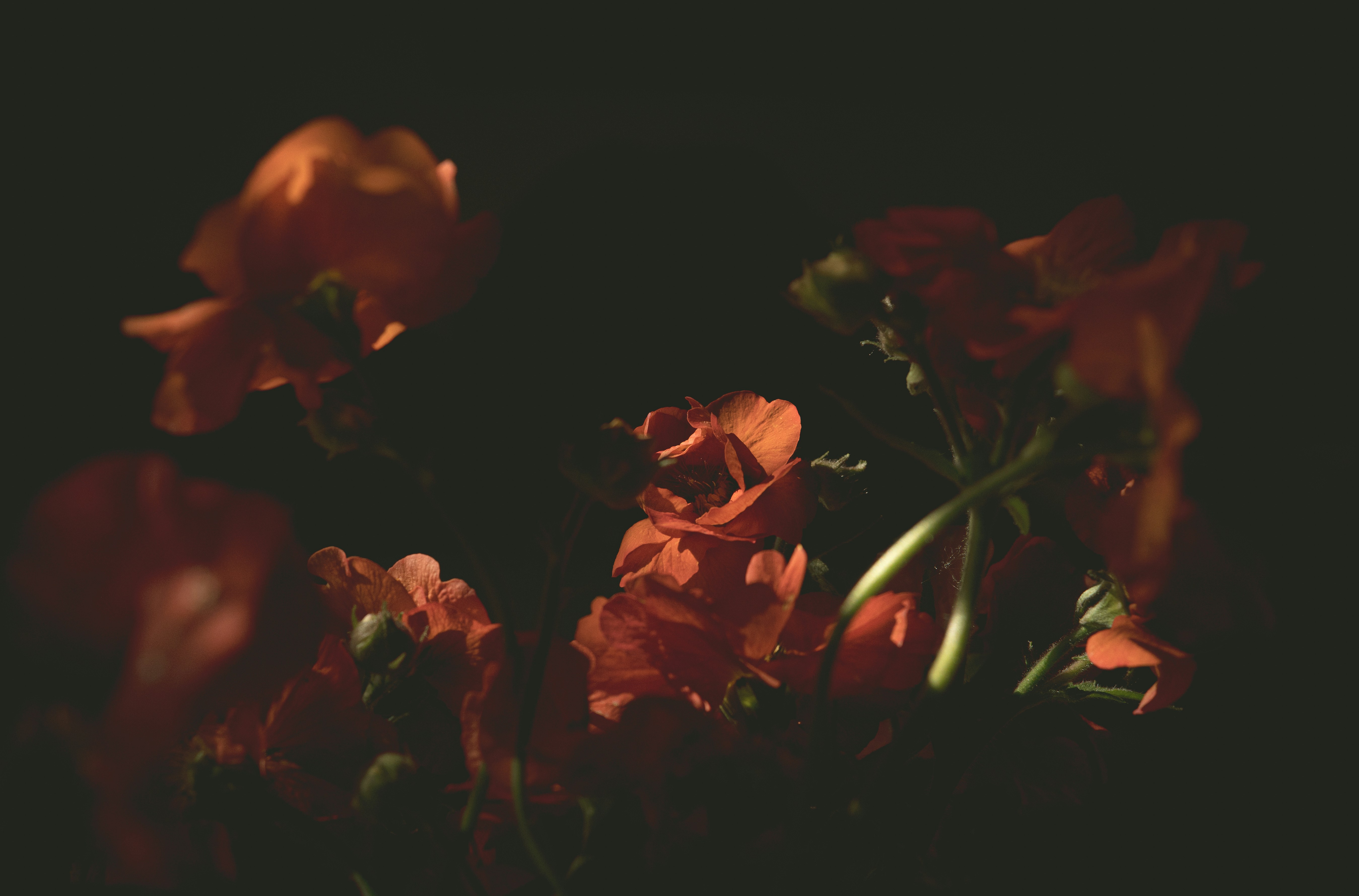 Close-up of vibrant orange flowers against a dark background
