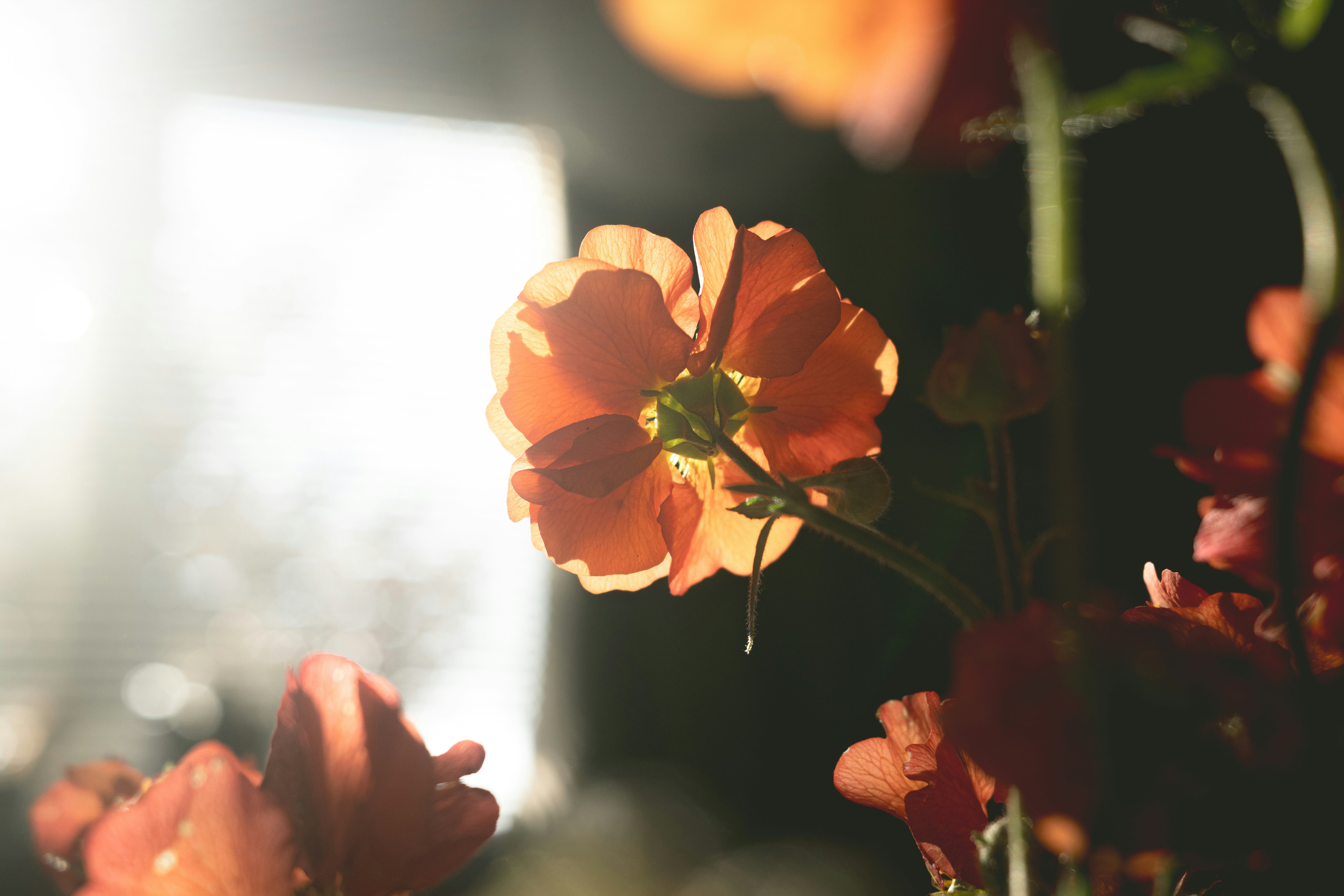 Close-up of an orange flower backlit by sunlight