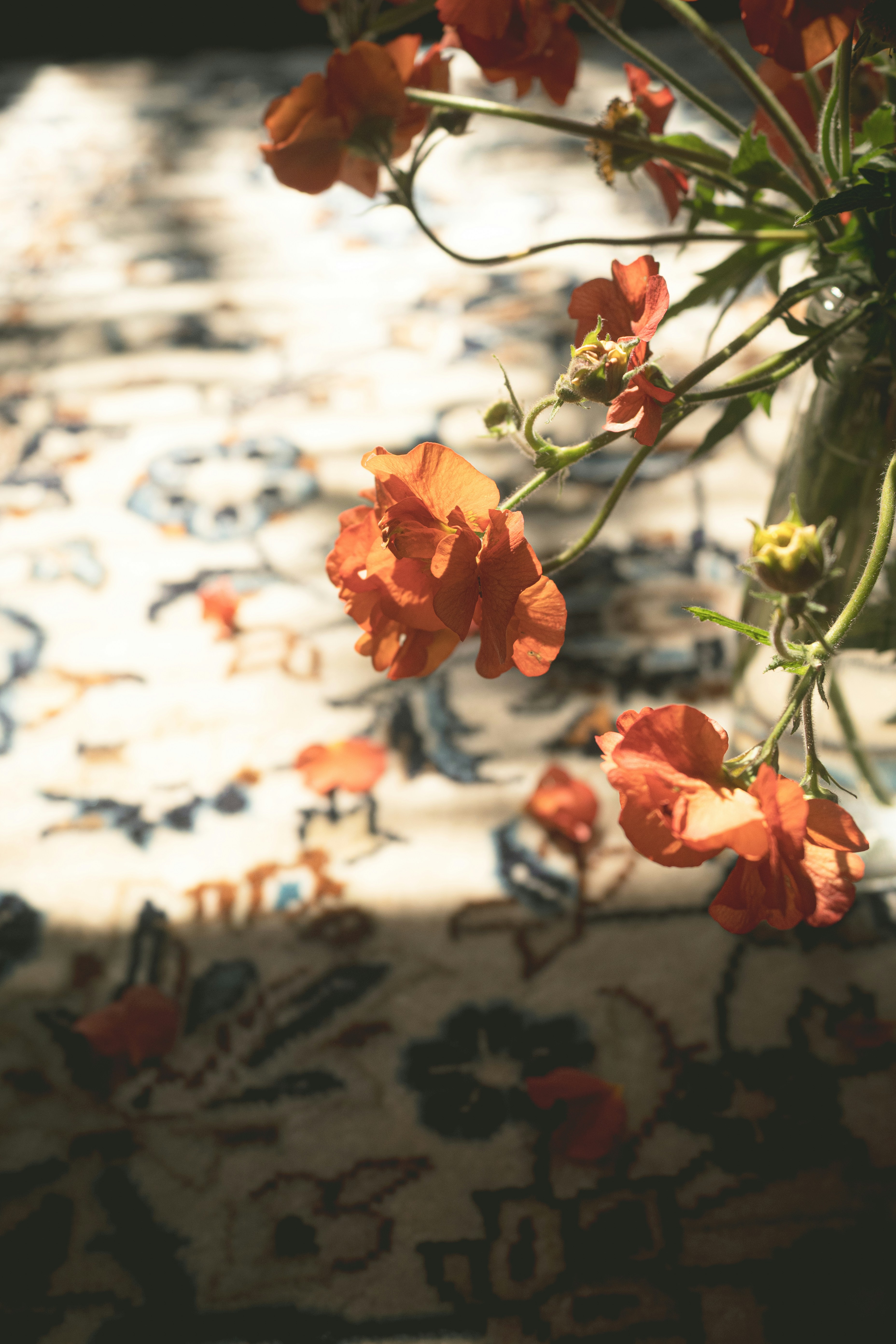 Orange flowers on a patterned rug with sunlight.