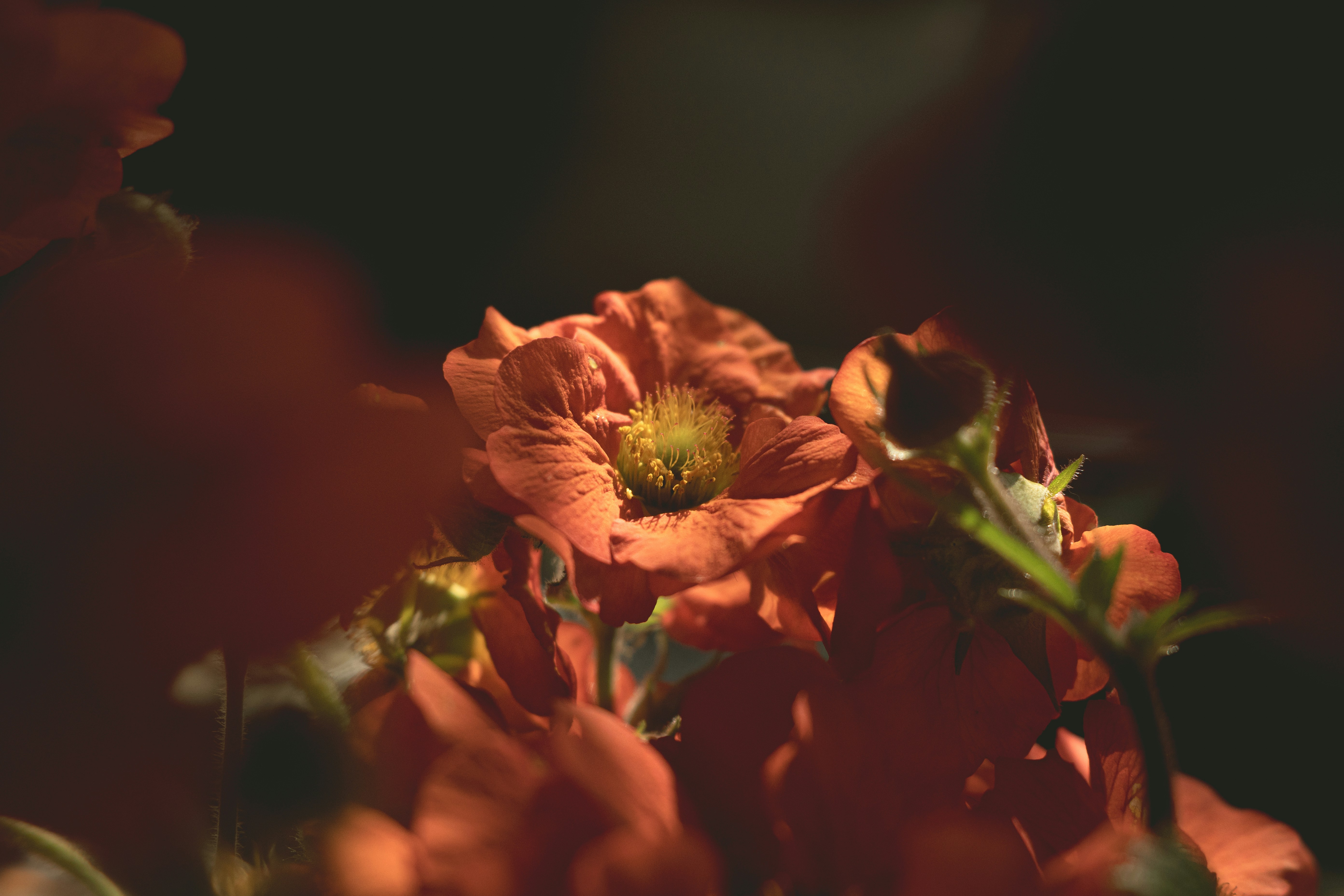 Close-up of an orange flower with a dark background