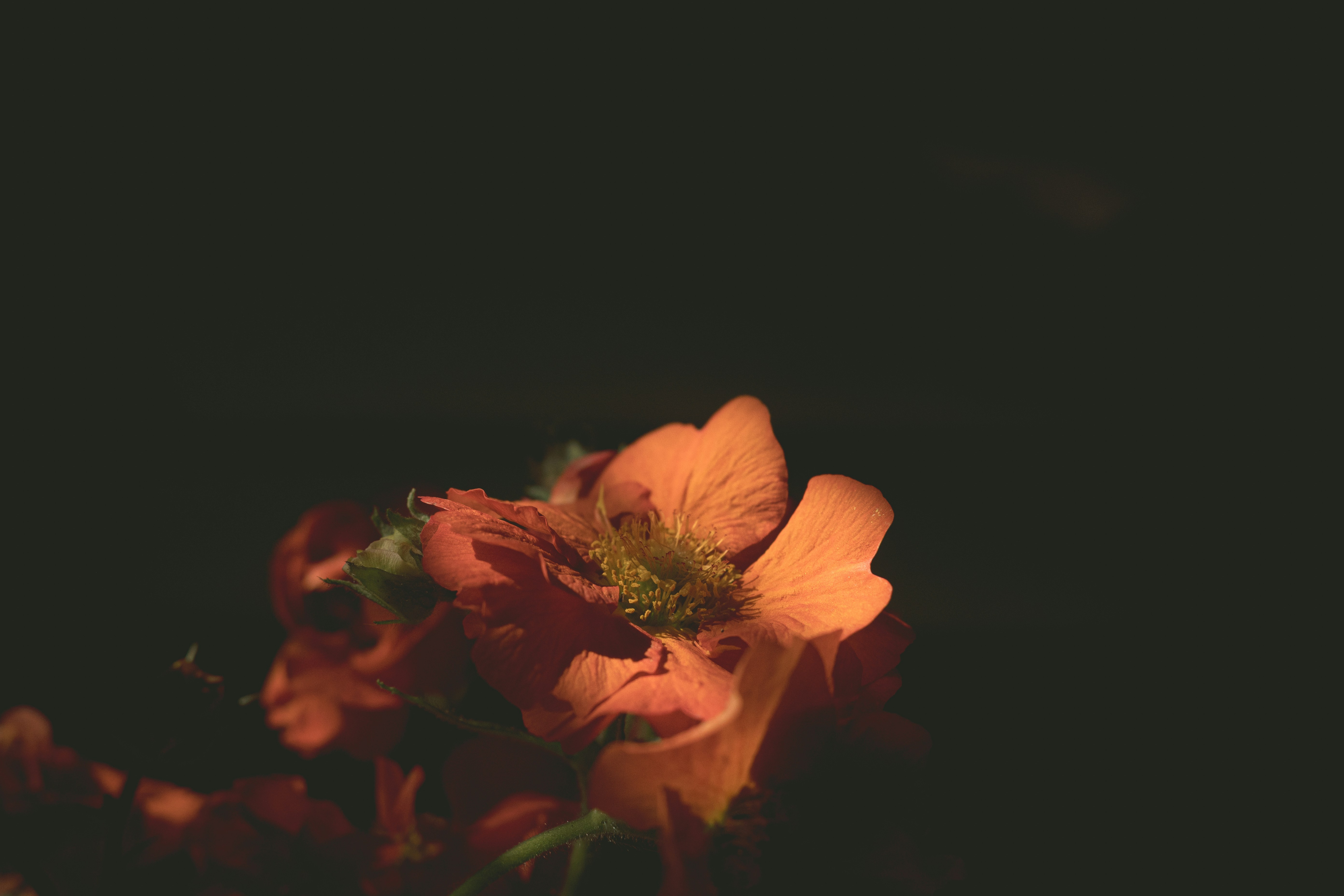 Close-up of an orange flower against a dark background