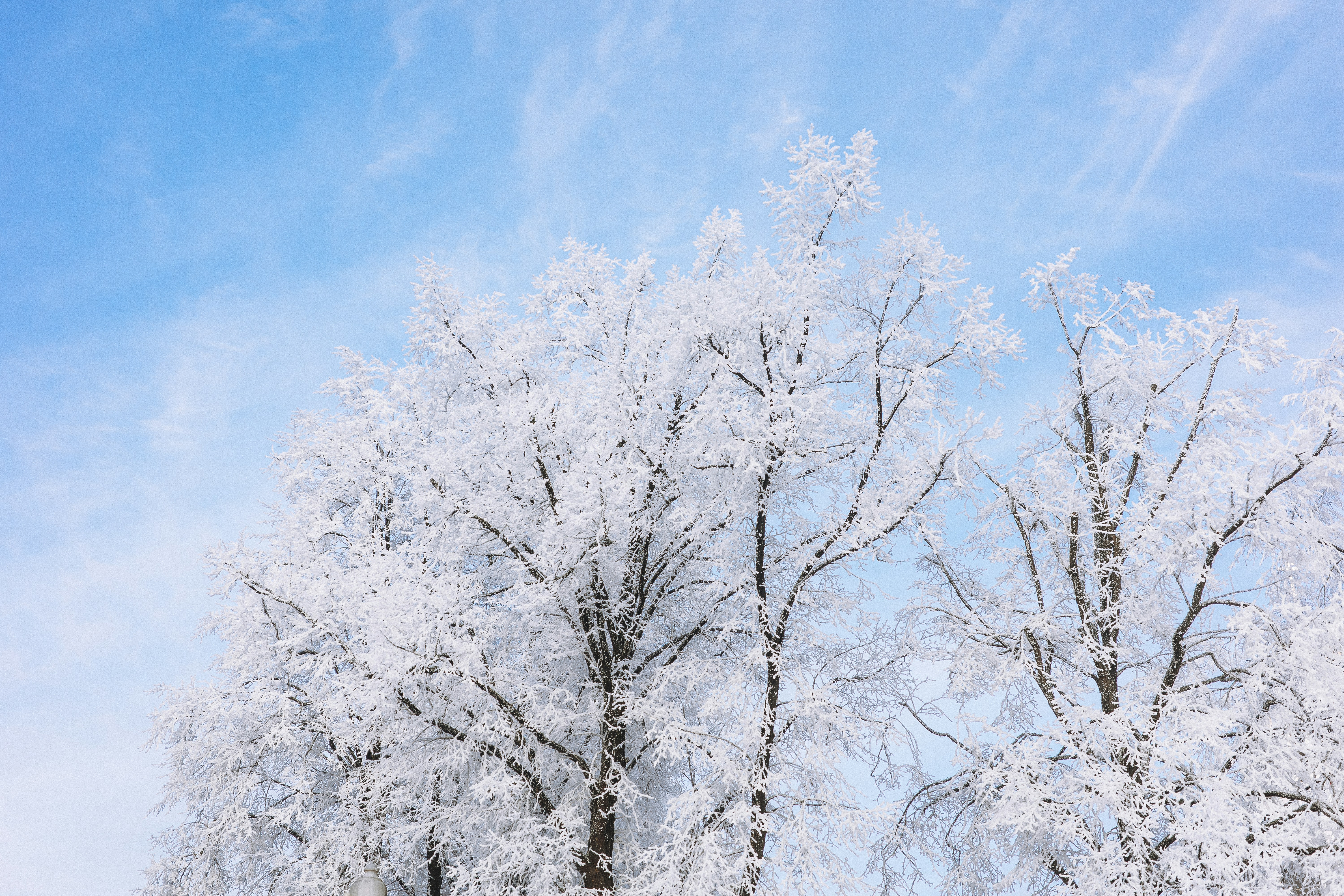 Snow-covered trees against a bright blue sky.