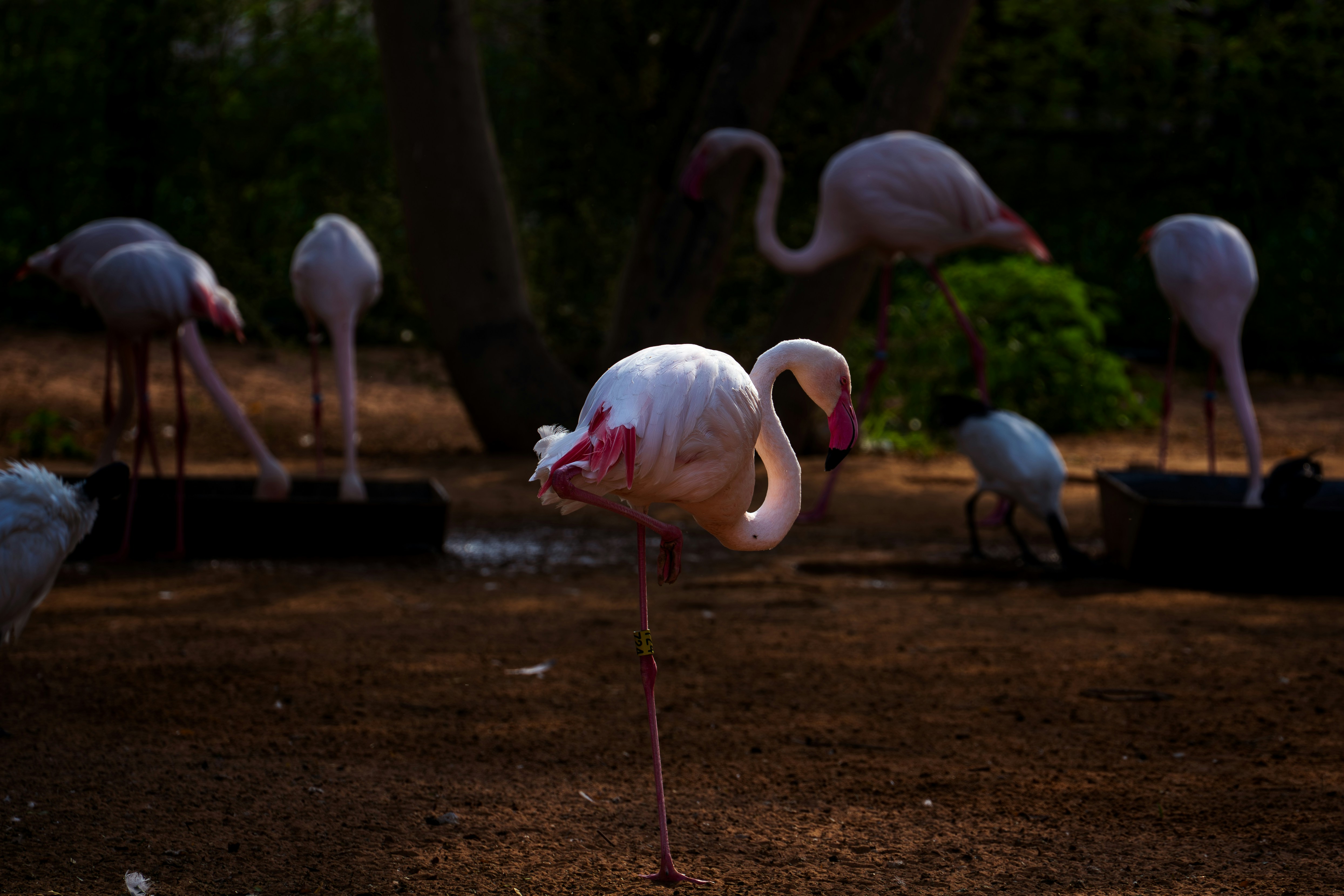 Several flamingos stand around a muddy area.