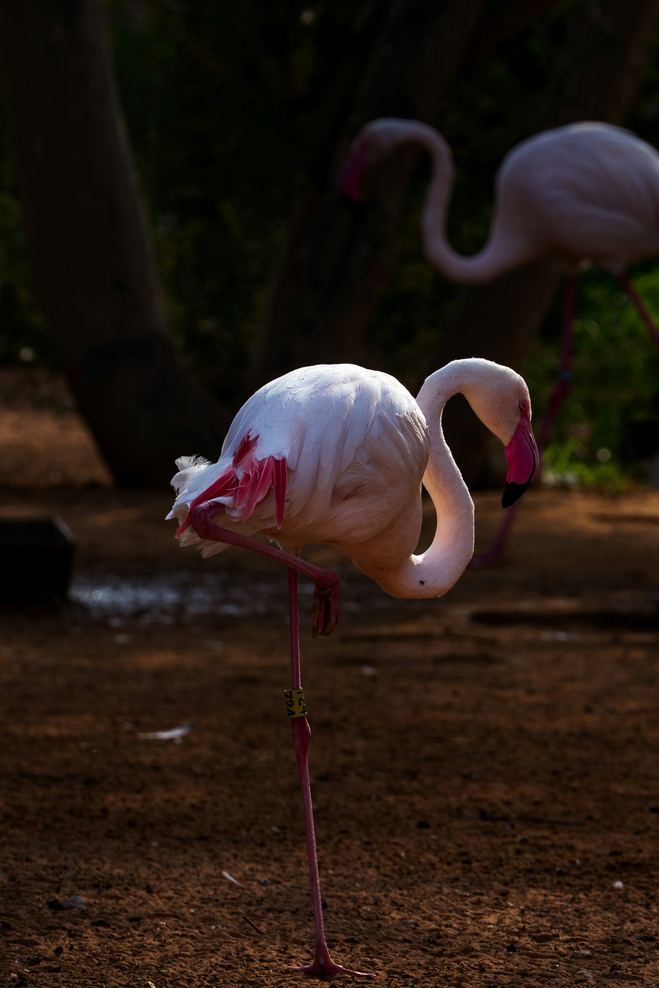 Flamingo standing on one leg with pink accents