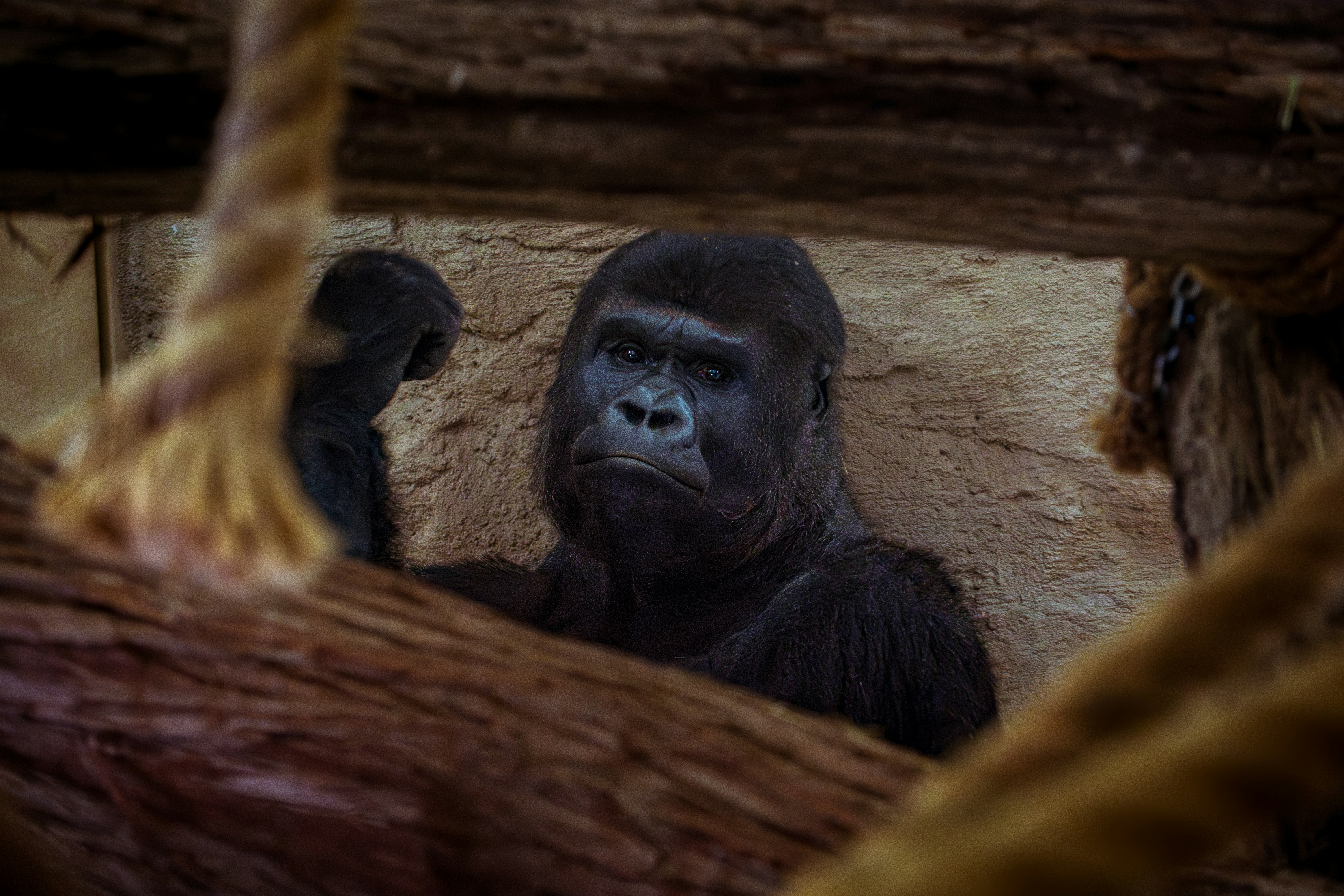 A gorilla peeking through branches in an enclosure.
