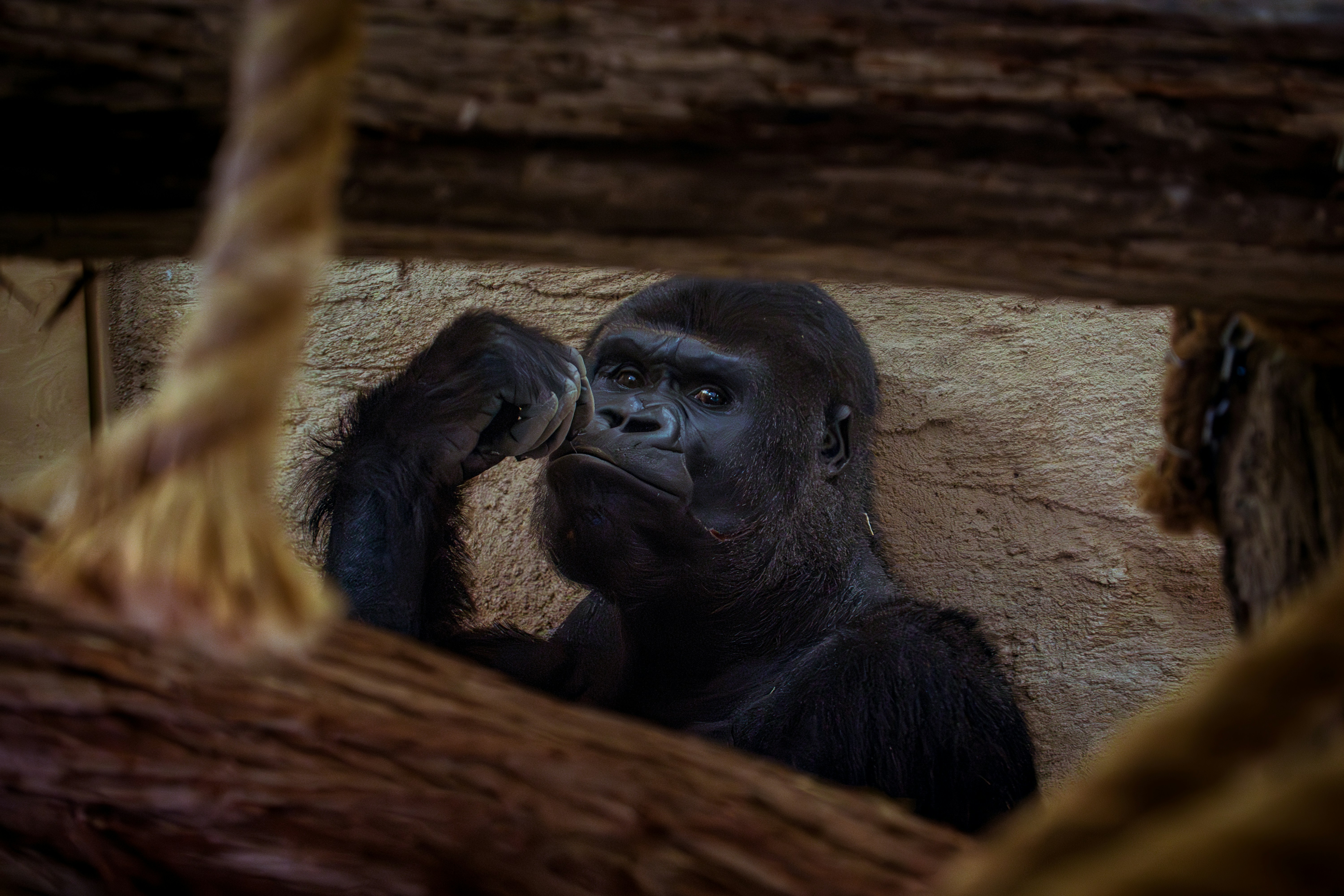 A gorilla looking thoughtfully into the distance.