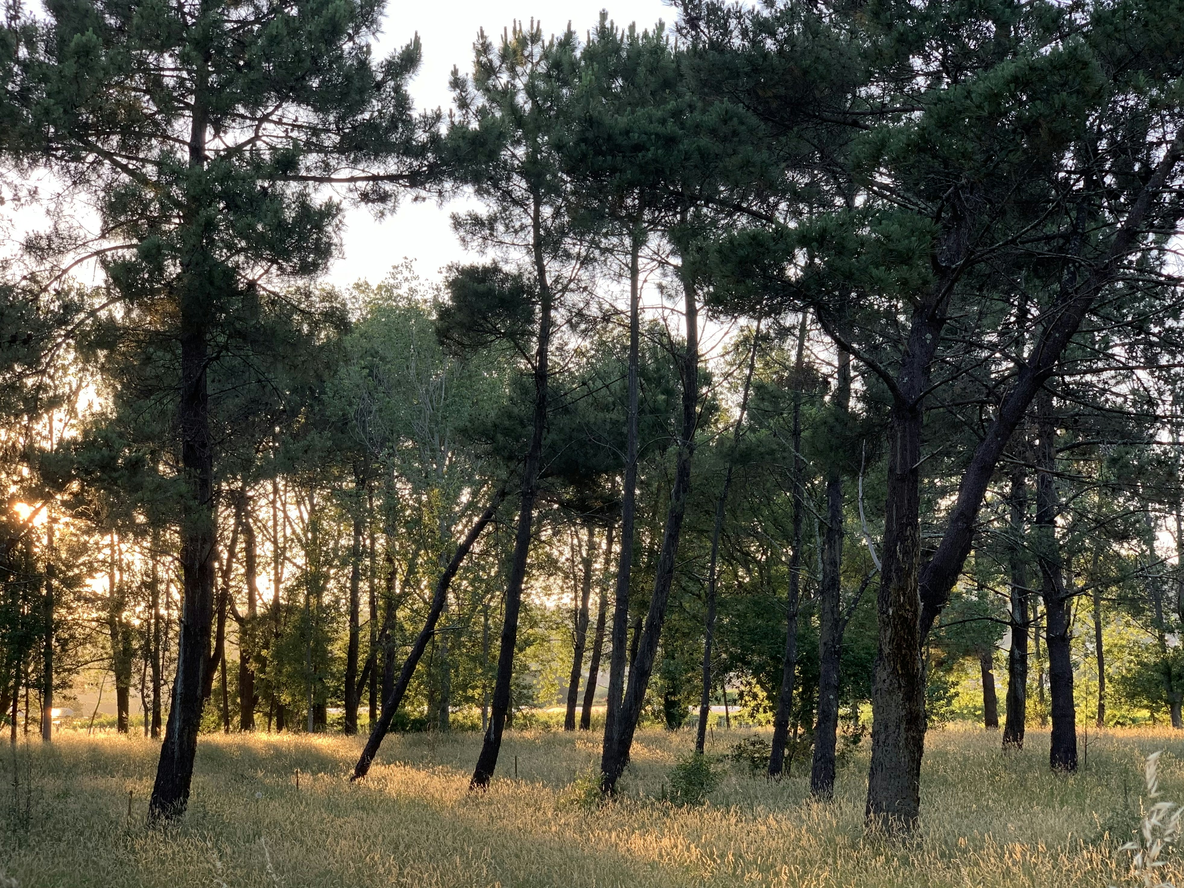 Photo by sergei_gussev