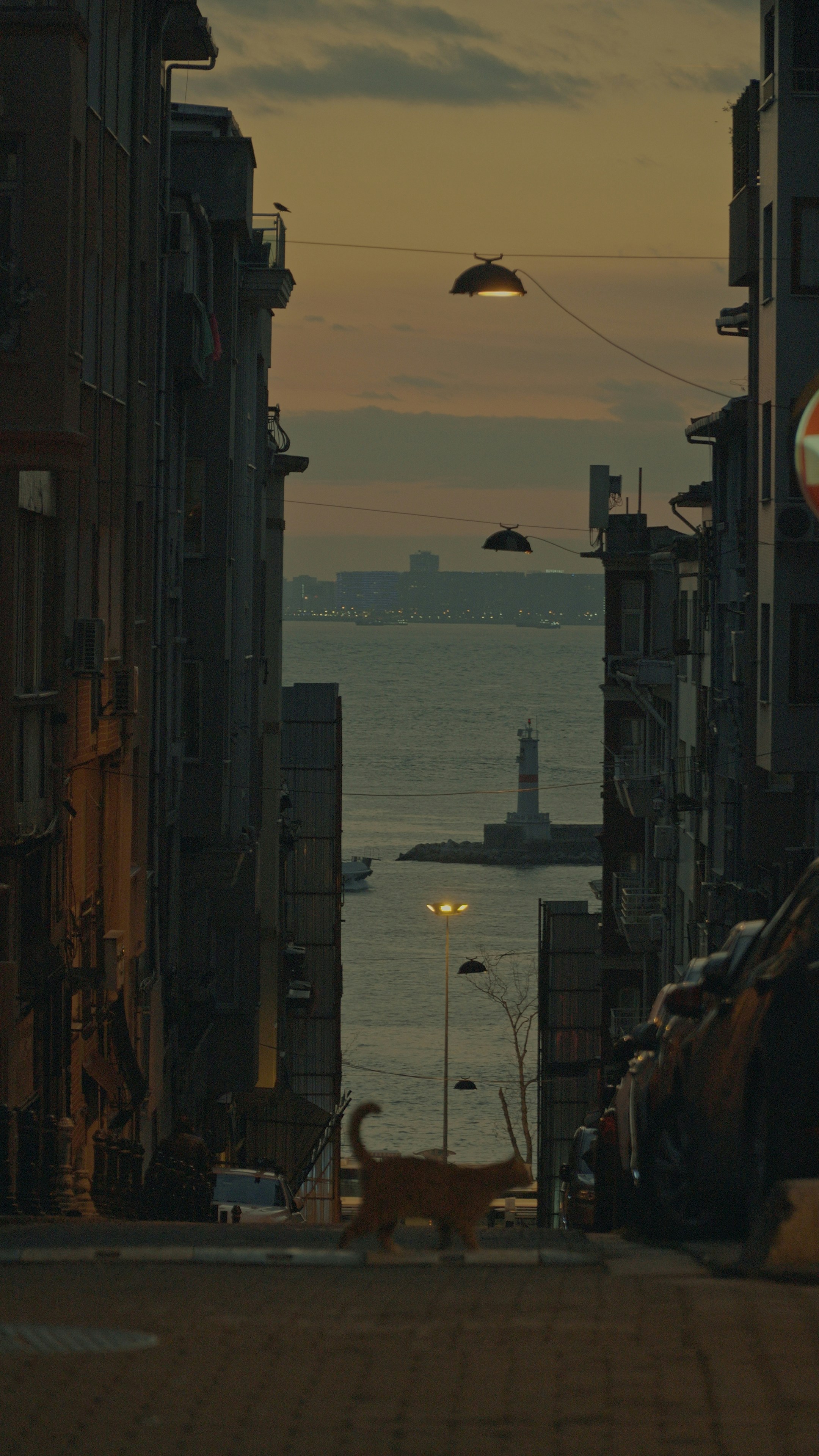 Cat walks down street towards lighthouse by the sea.
