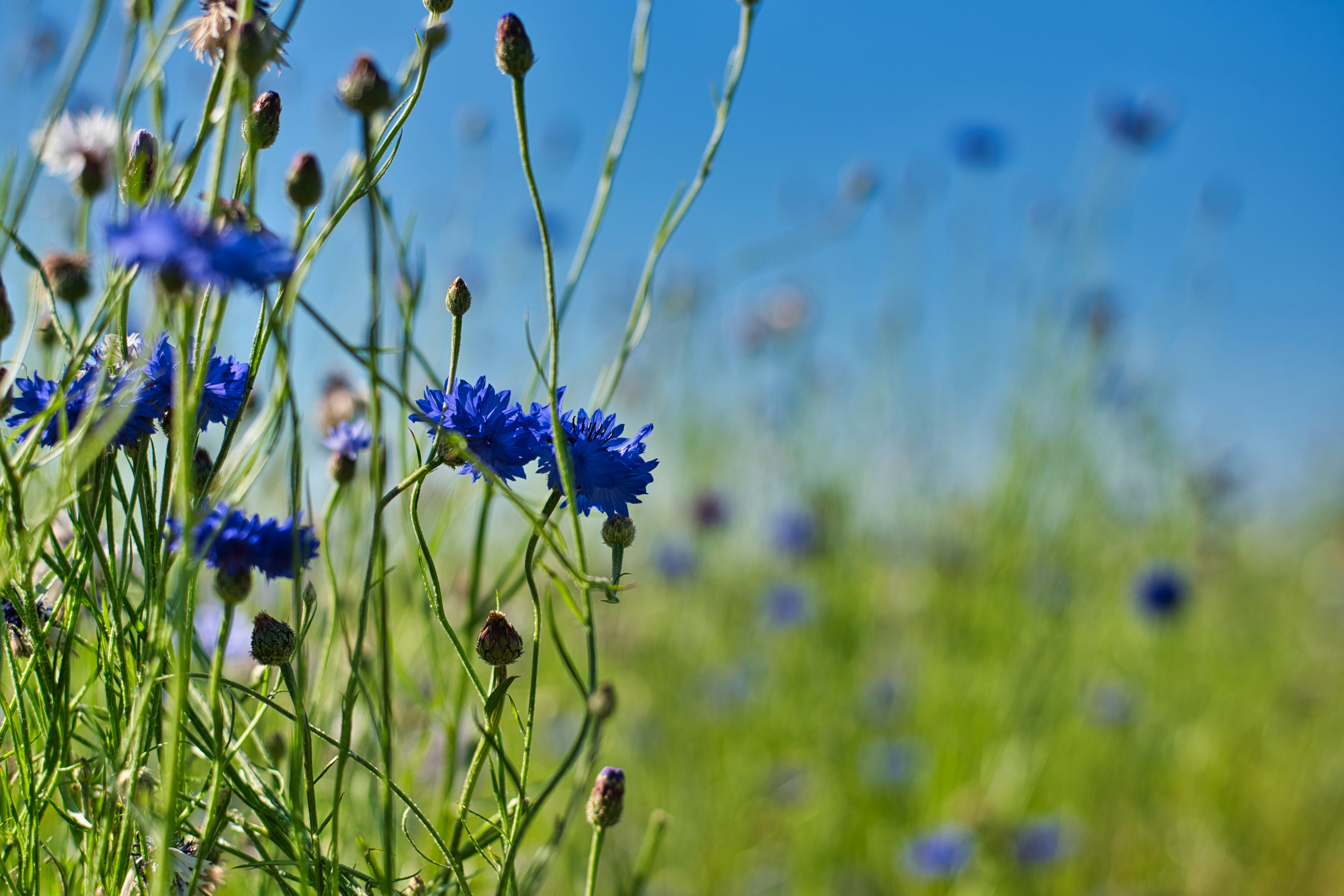 Los acianos azules florecen en un prado soleado.