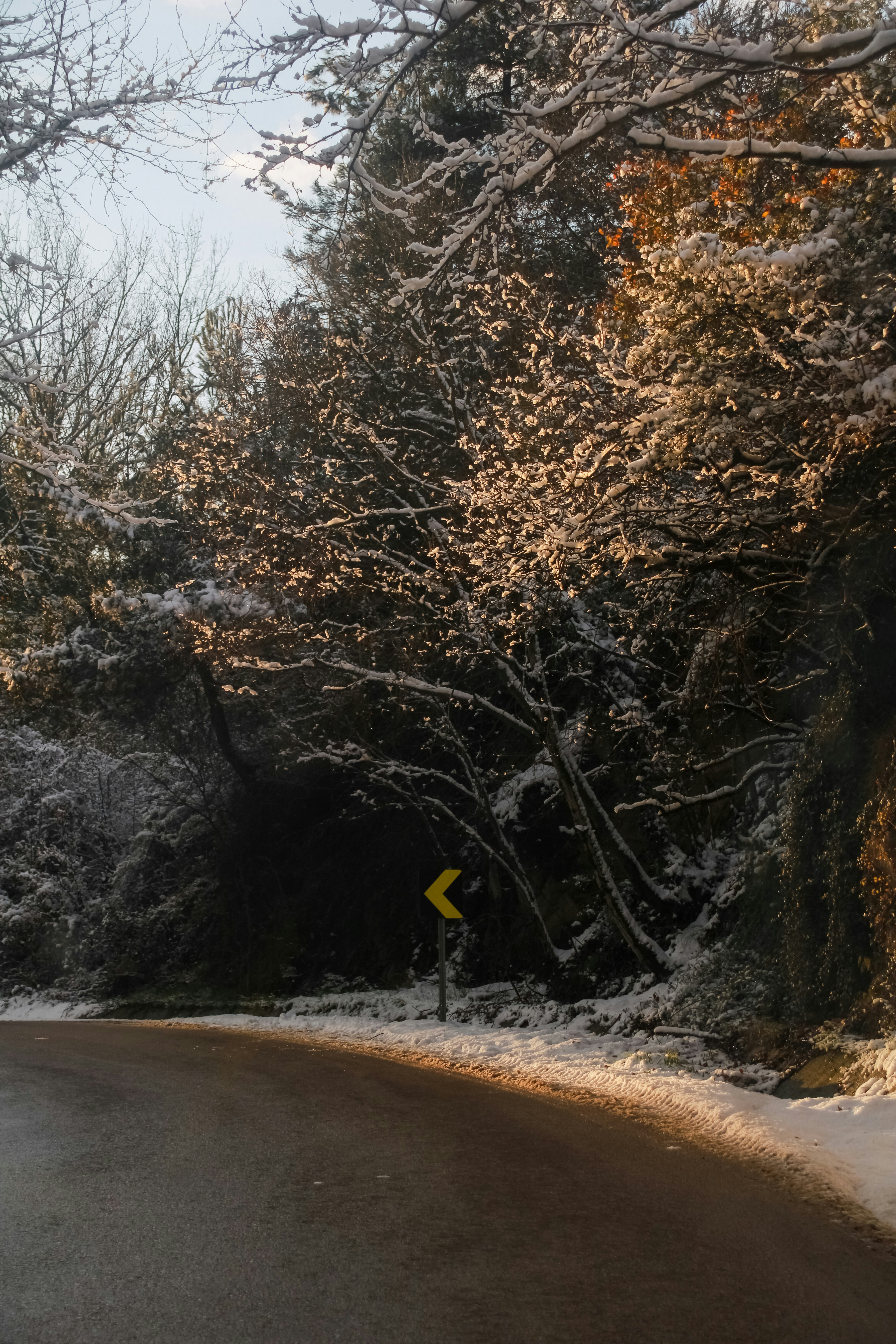 Snow-covered trees line a winding road at sunset.