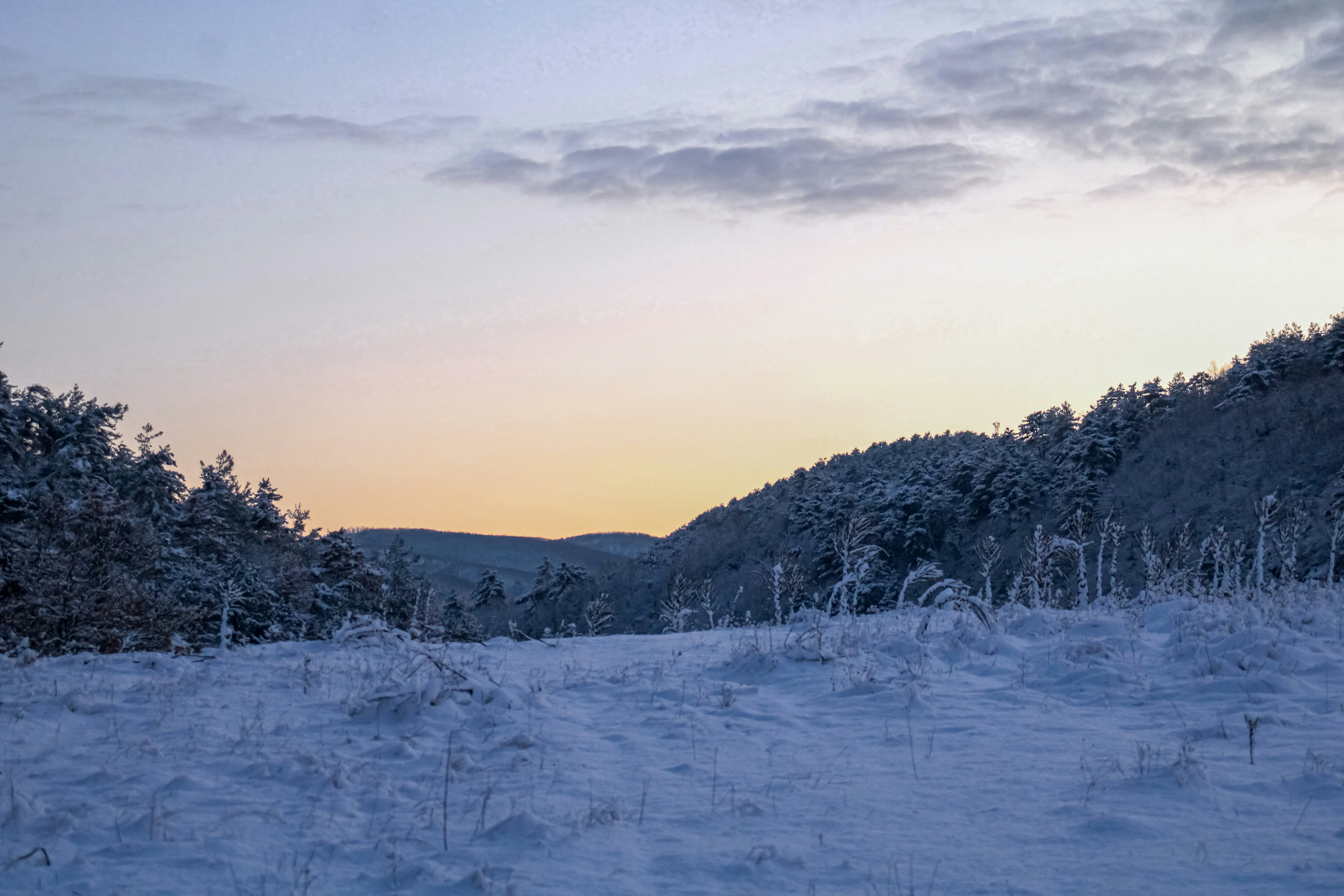 Snow-covered trees and hills at dawn