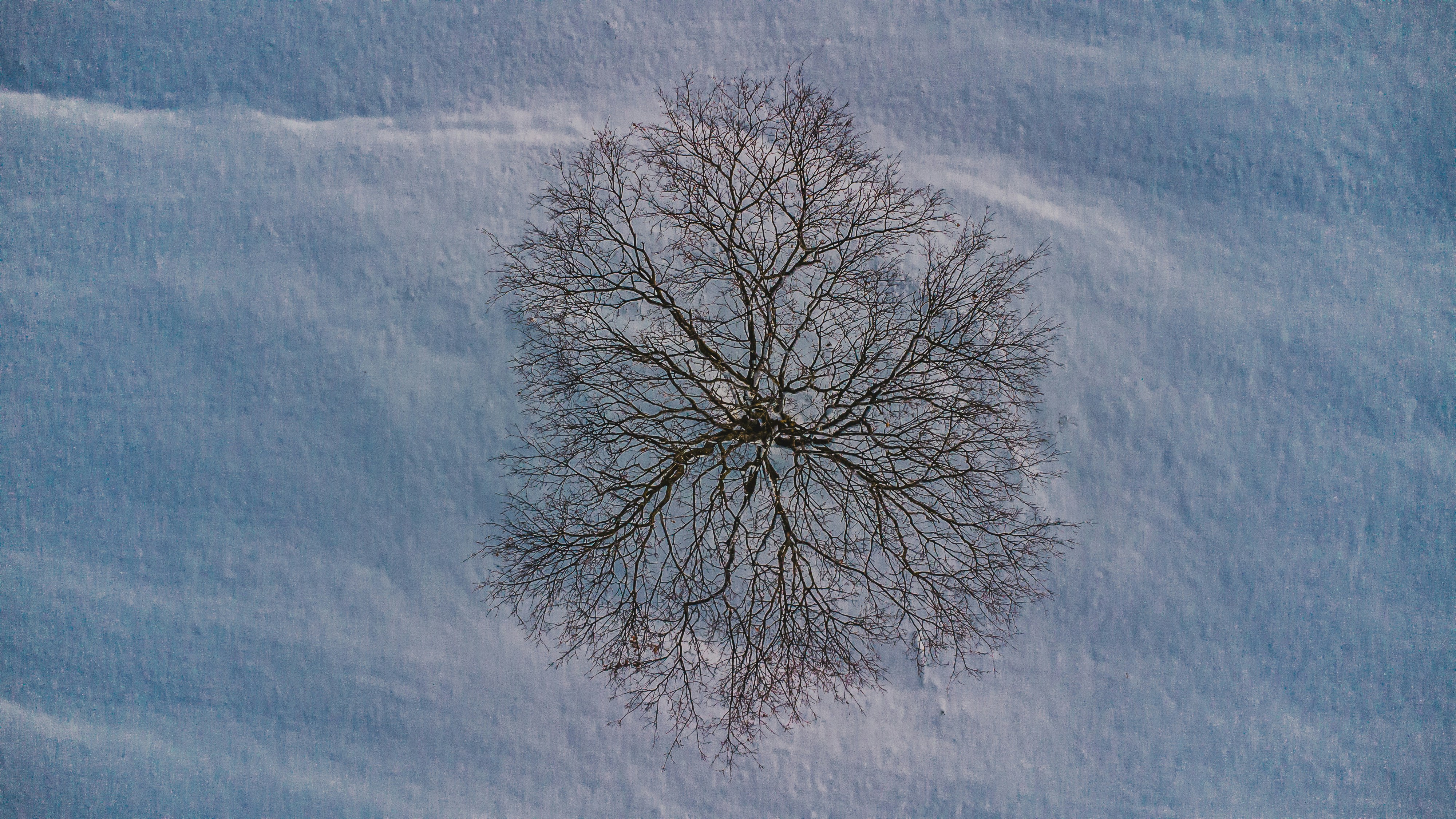 Bare tree branches spread across snowy ground