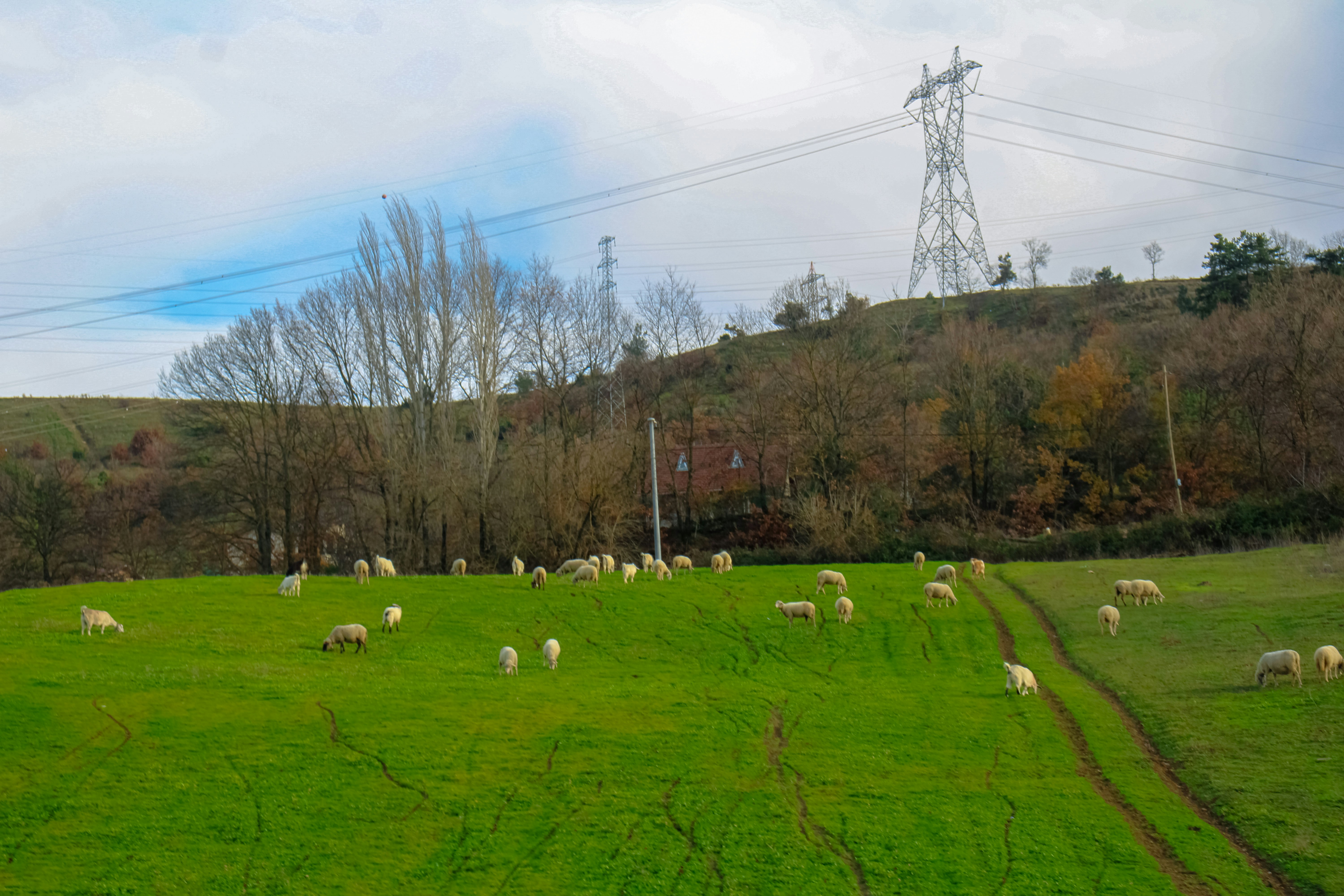 Sheep grazing in a green field with power lines.