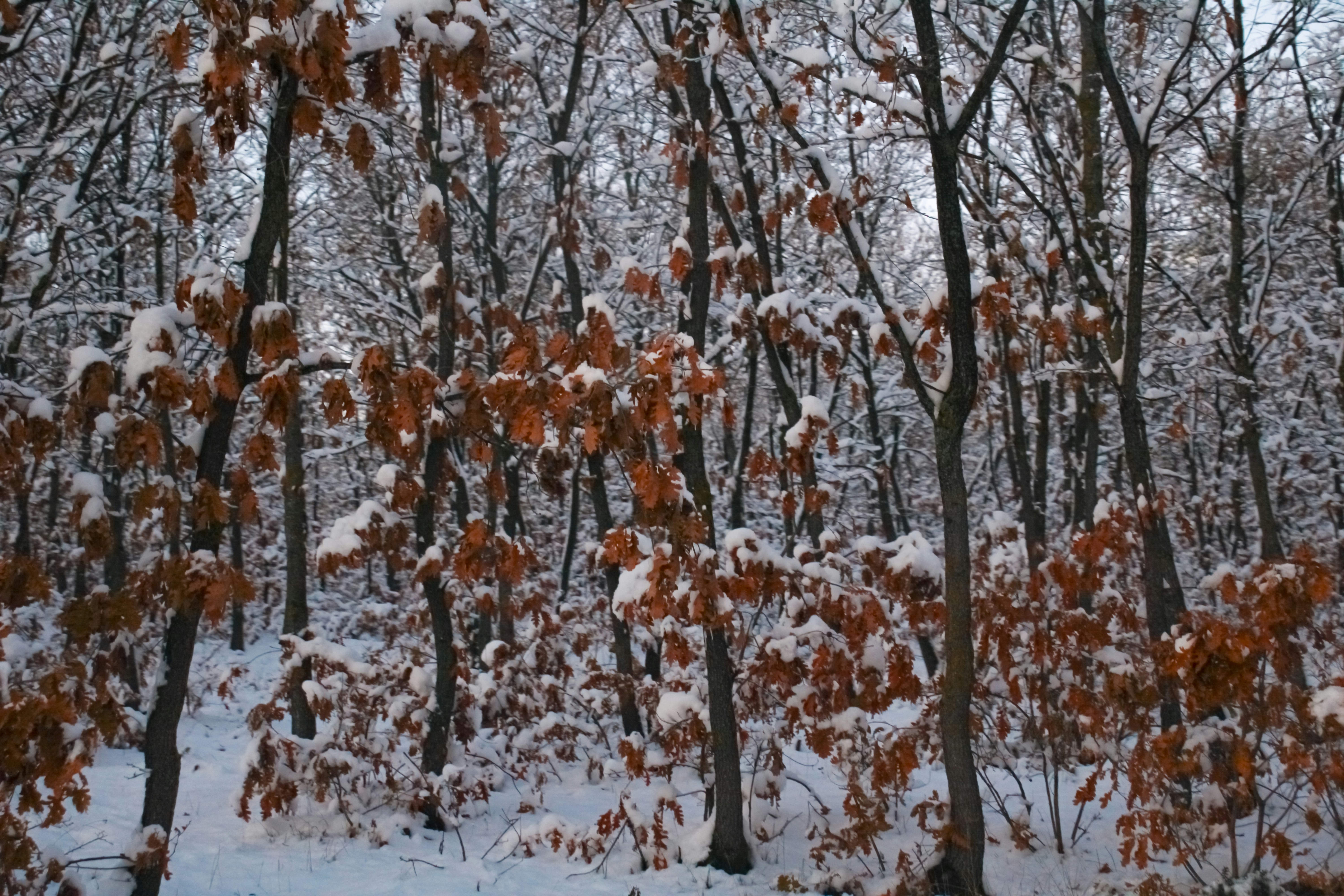 Snow-covered trees with brown leaves in a forest