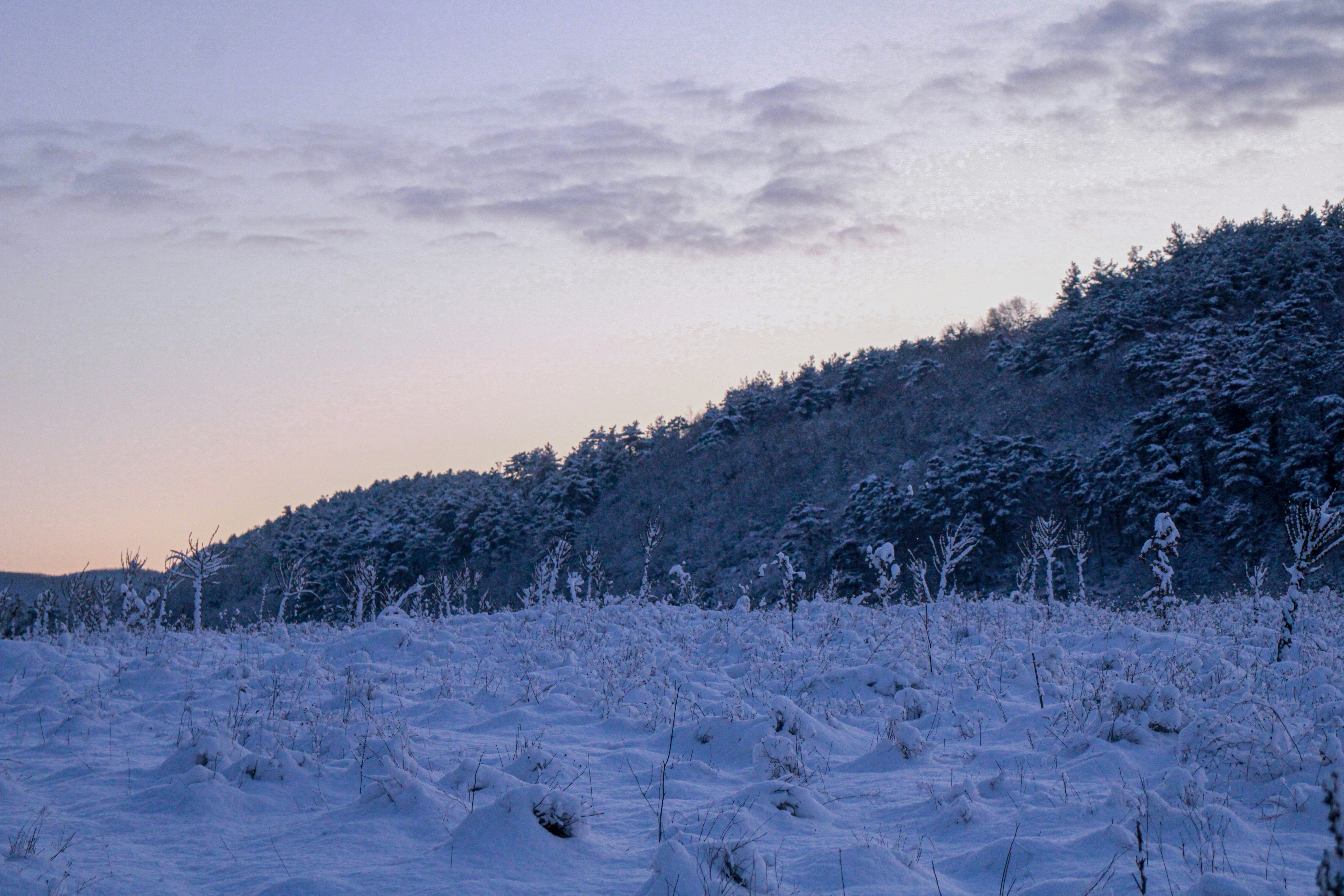Snow covered field with trees on a hill at dusk