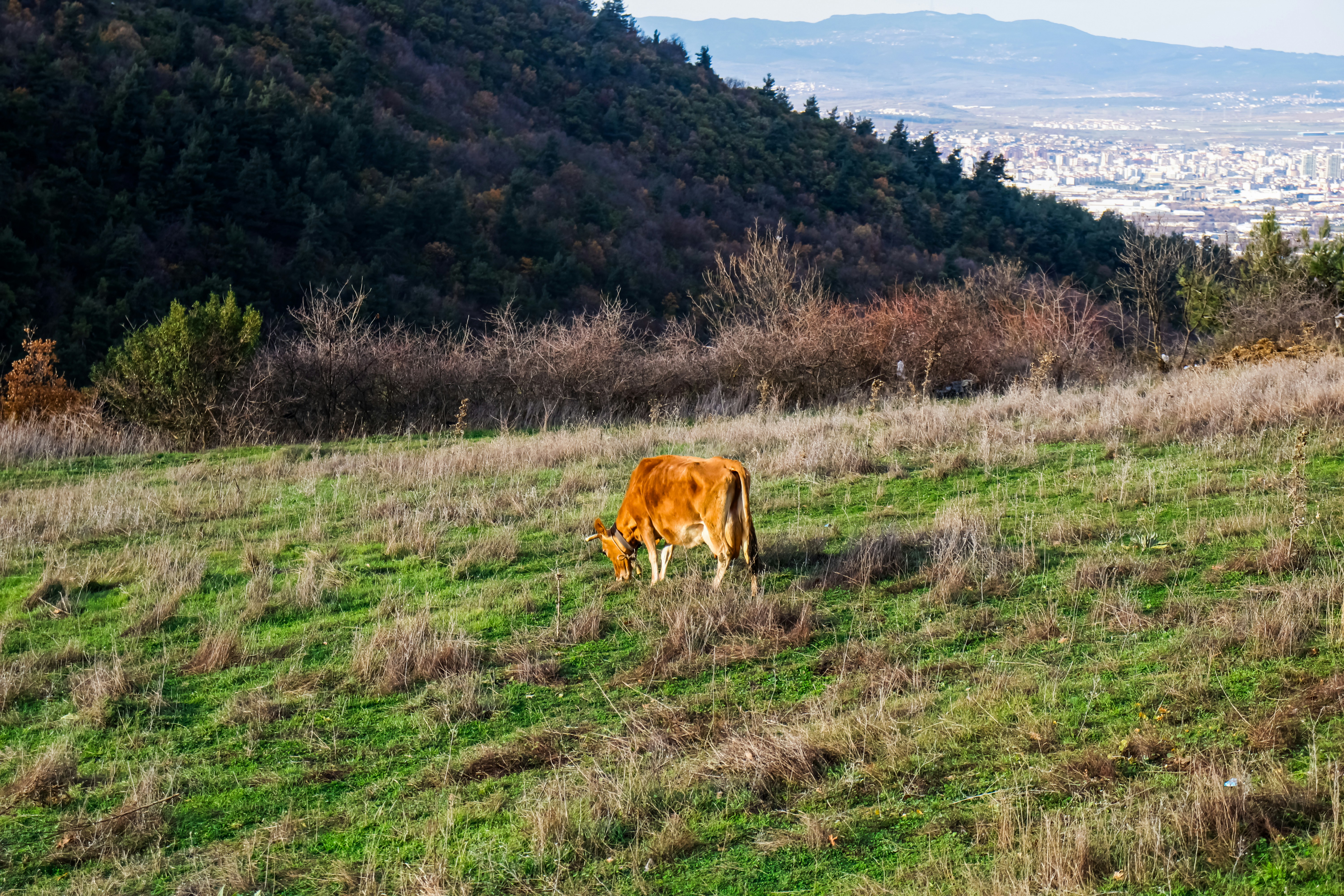 A lone brown cow grazes on a grassy hillside.