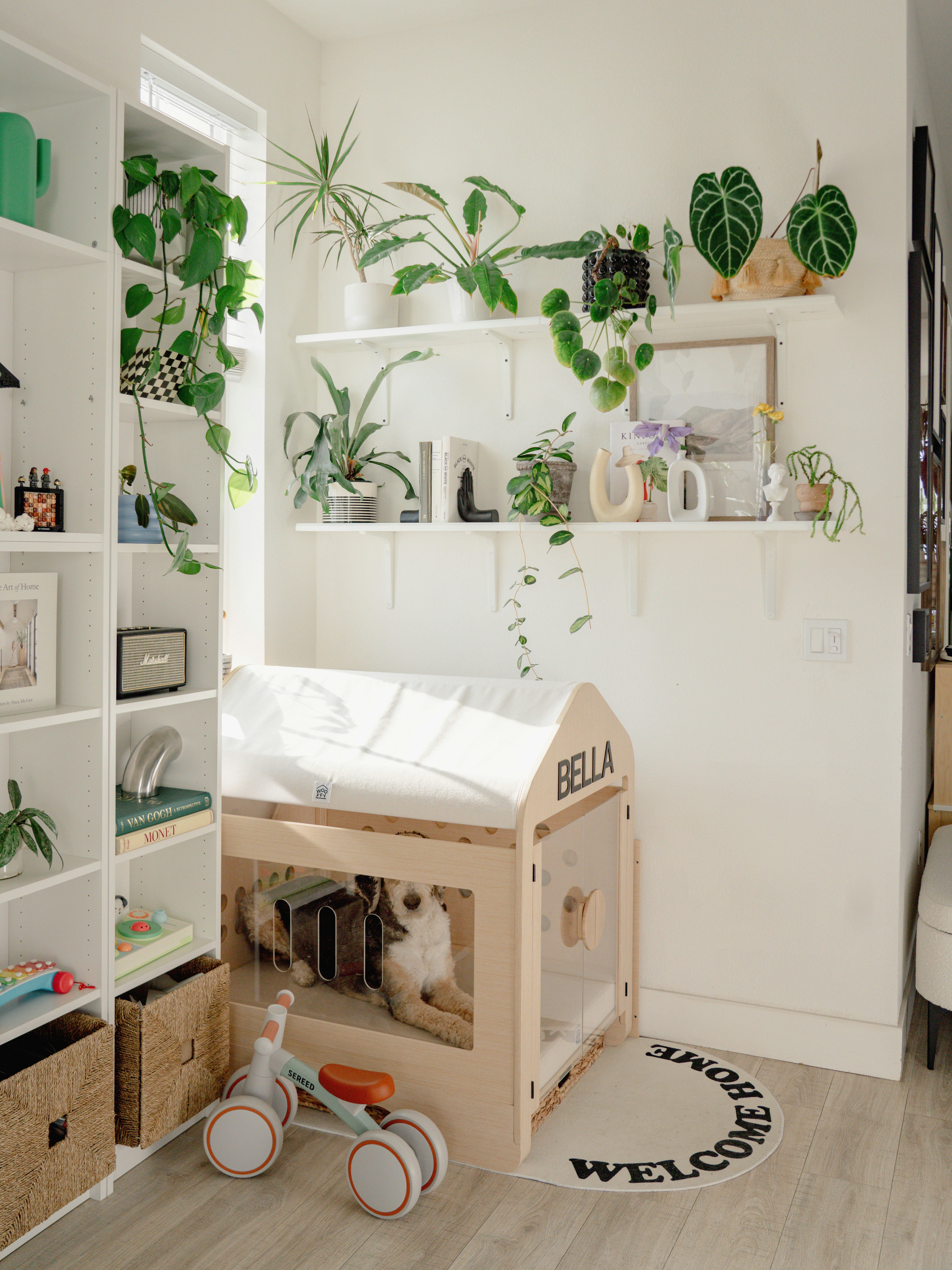 Bright room with shelves of plants and a dog house.