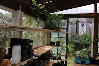 Greenhouse interior with plants on shelves and windows