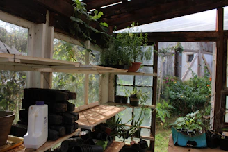 Greenhouse interior with plants on shelves and windows