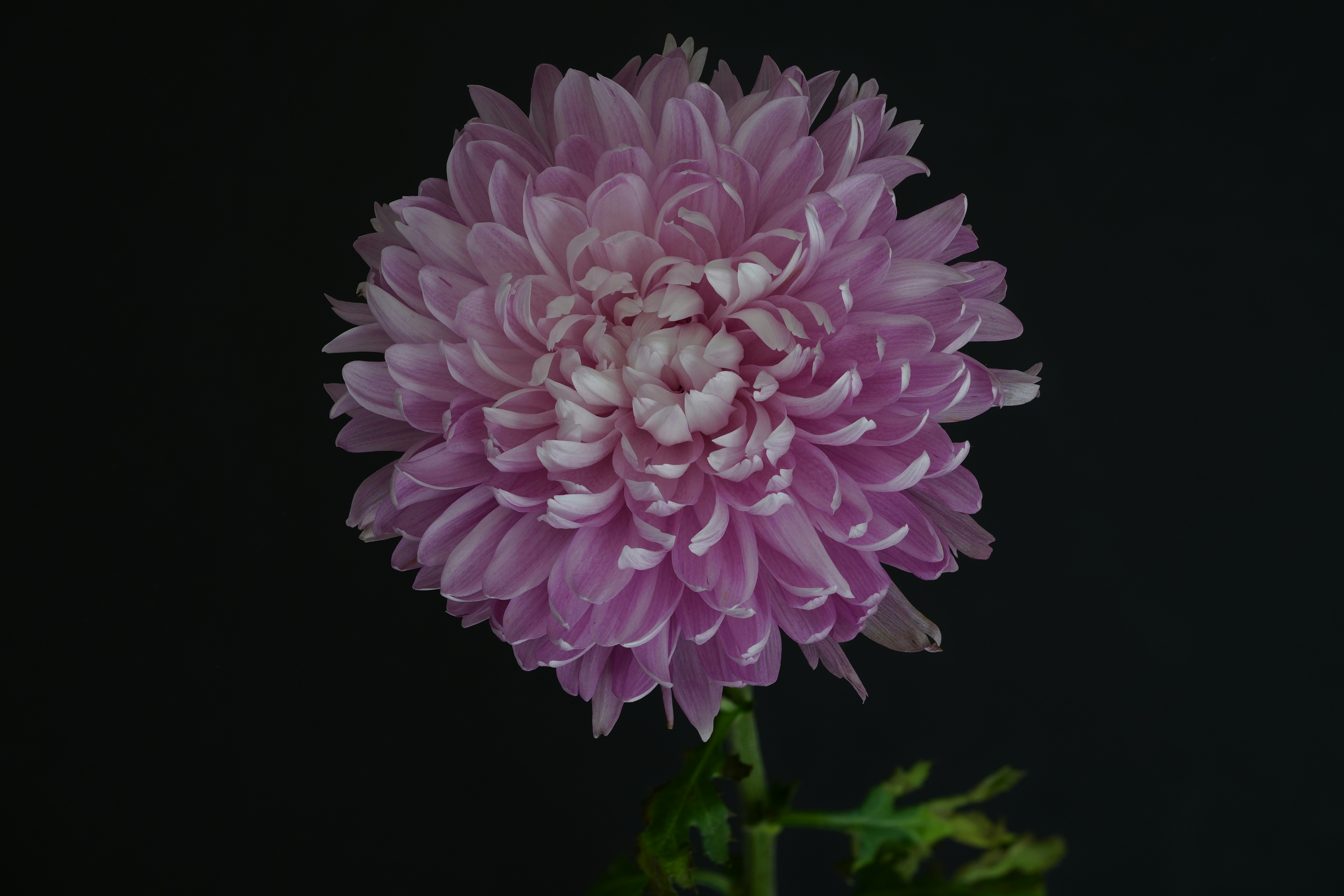 A single light purple chrysanthemum flower against a dark background.