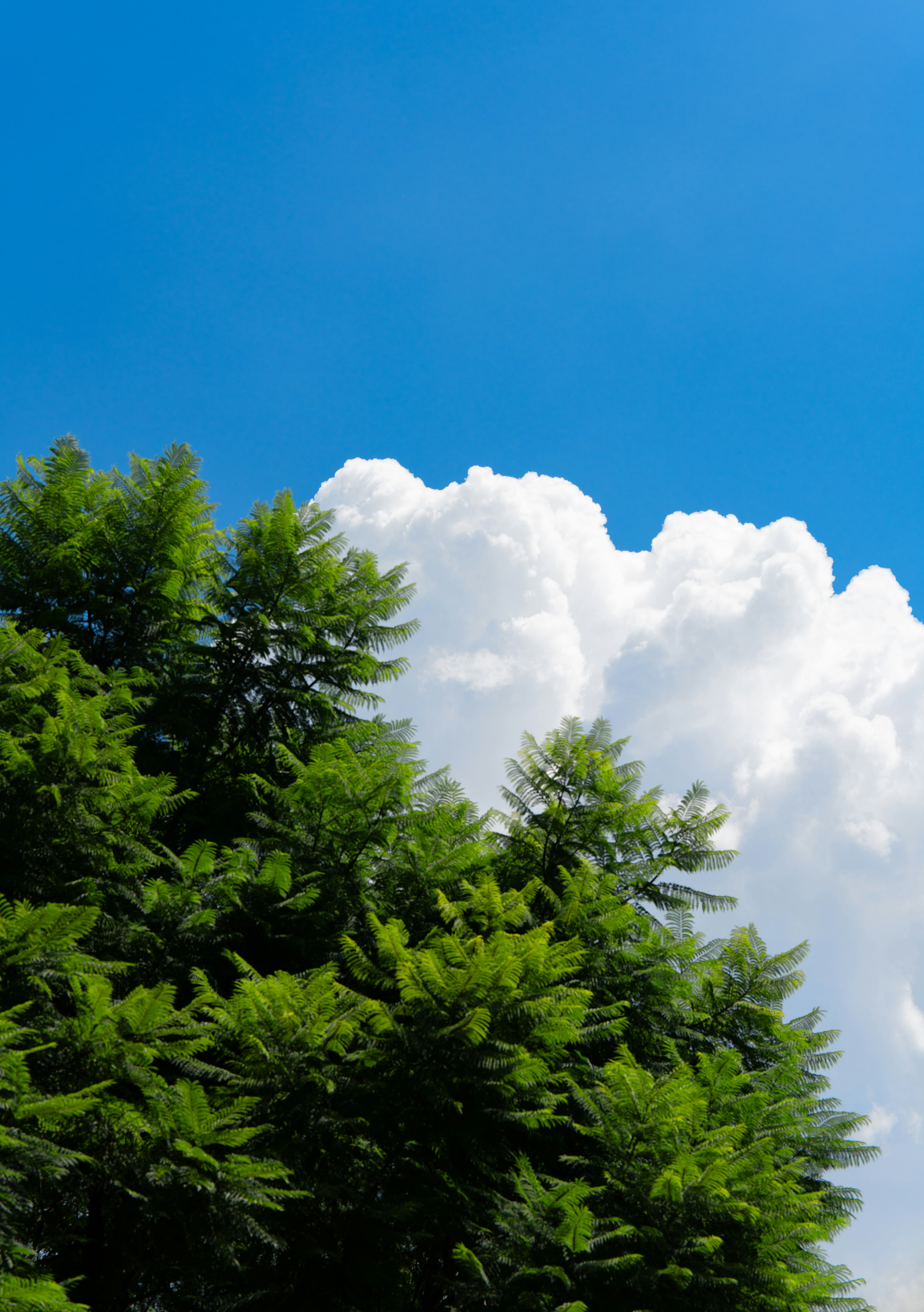 Green tree branches against a bright blue sky.