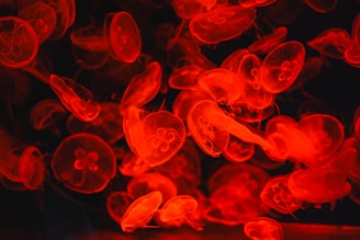 A group of glowing red jellyfish swim together.