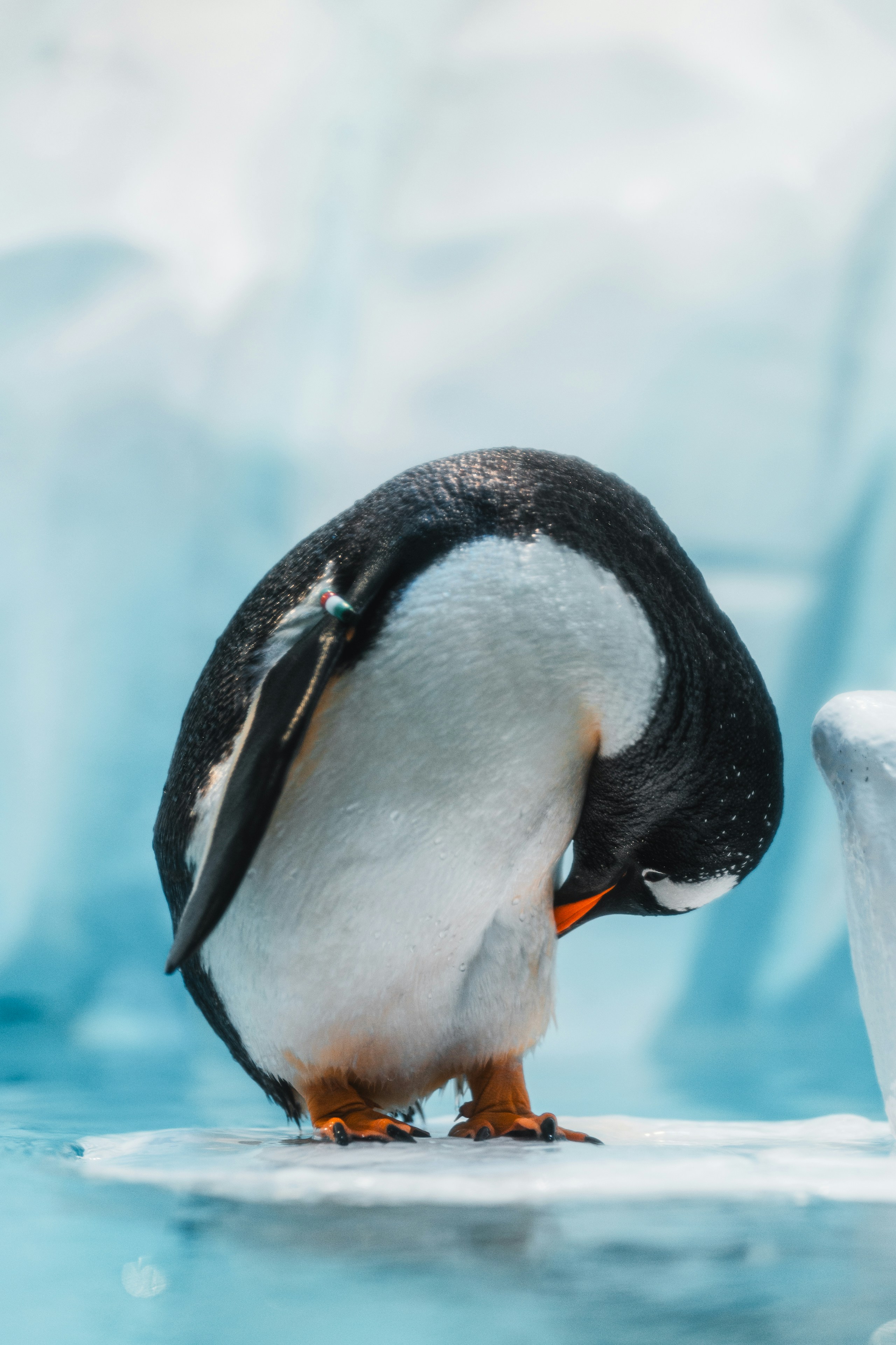 A penguin preening on an ice floe.