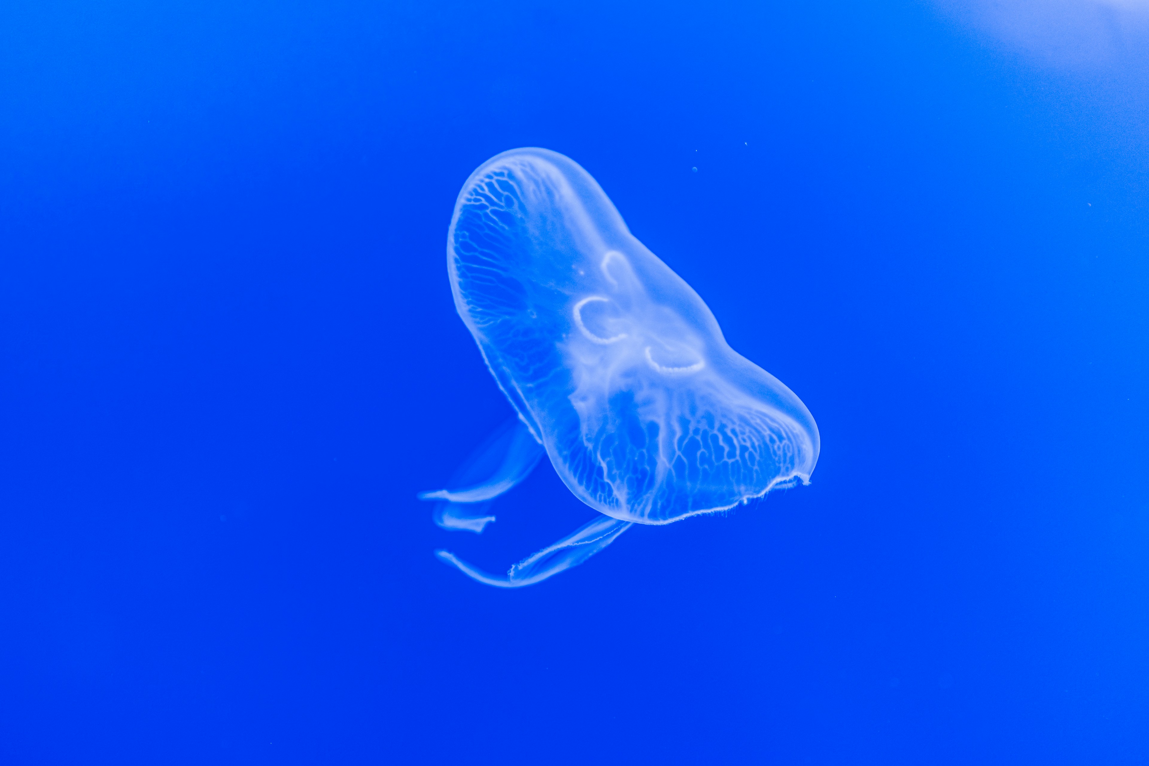Une méduse translucide flotte dans une eau bleue vibrante.