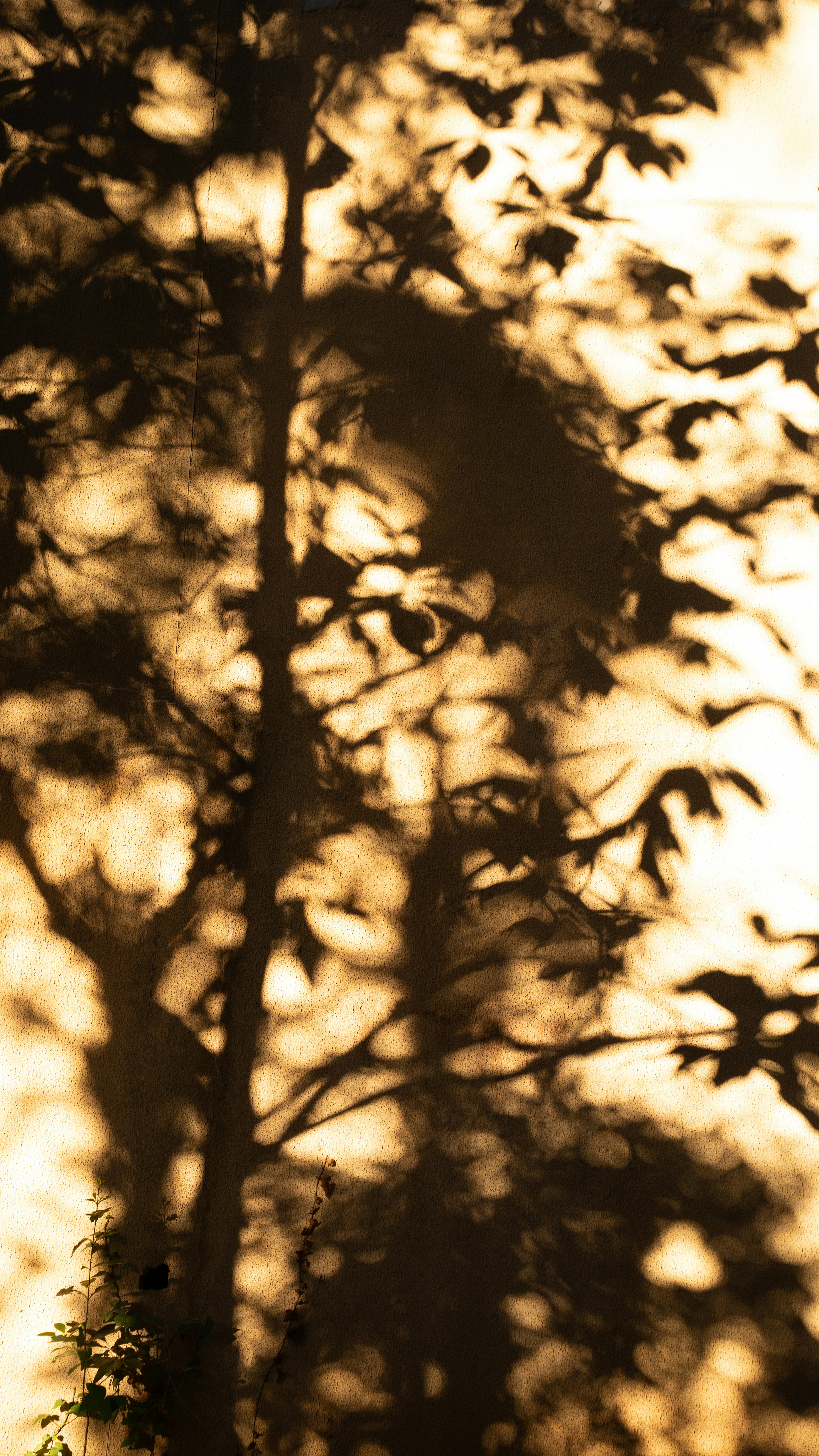 Tree and leaf shadows cast on a wall.