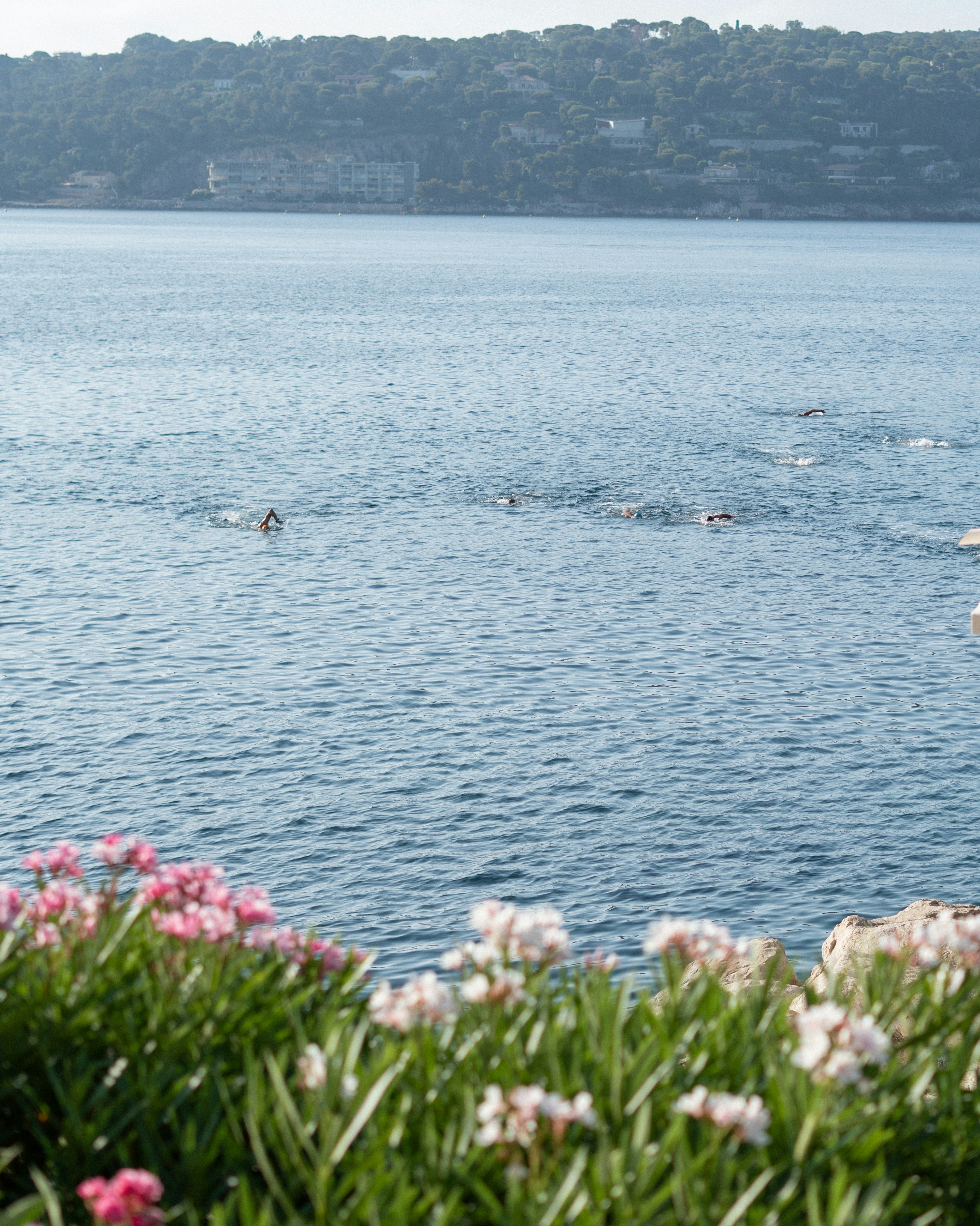 People swimming in the ocean near a lush coastline.