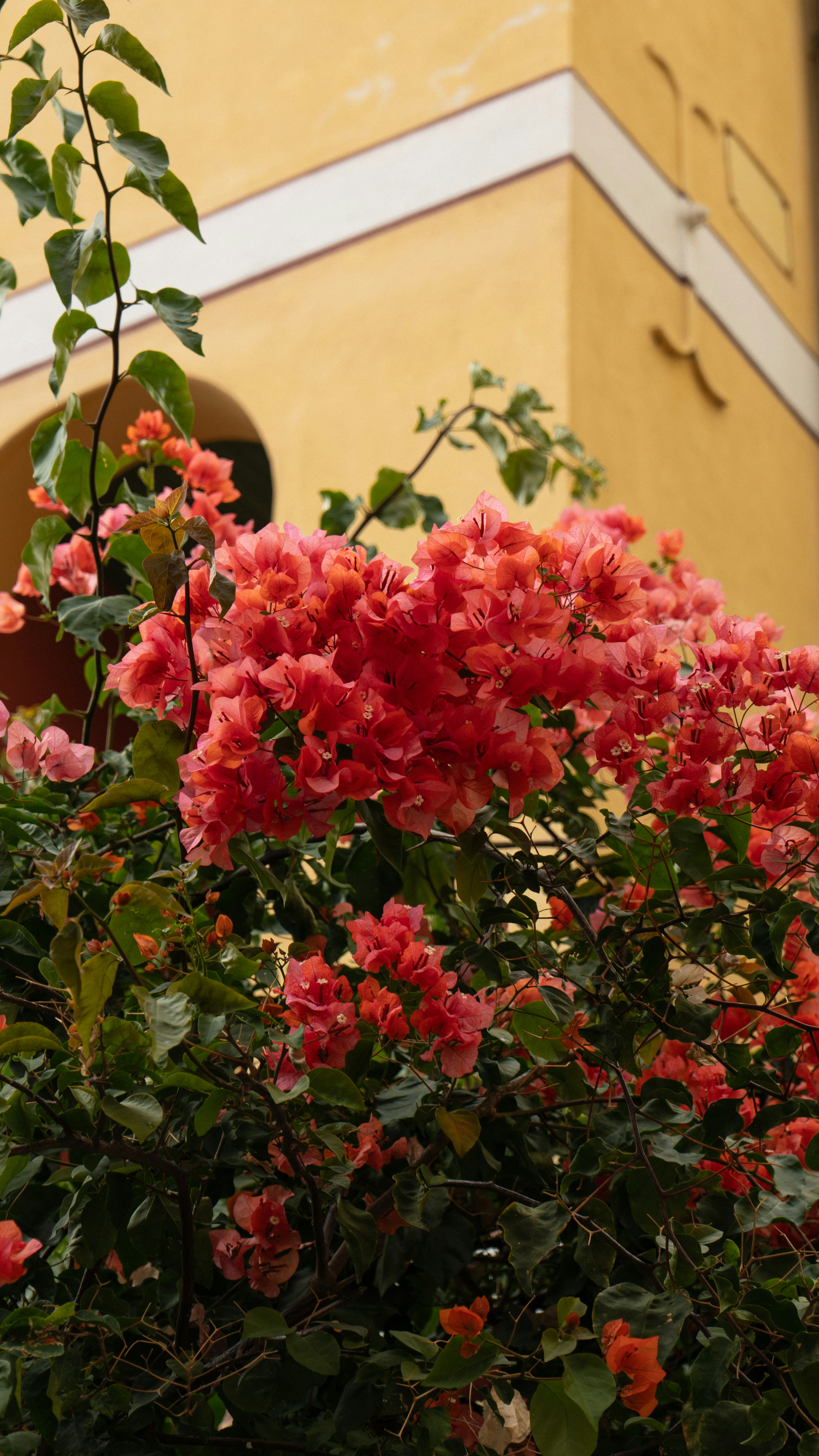 Bright pink bougainvillea flowers bloom against a yellow building.
