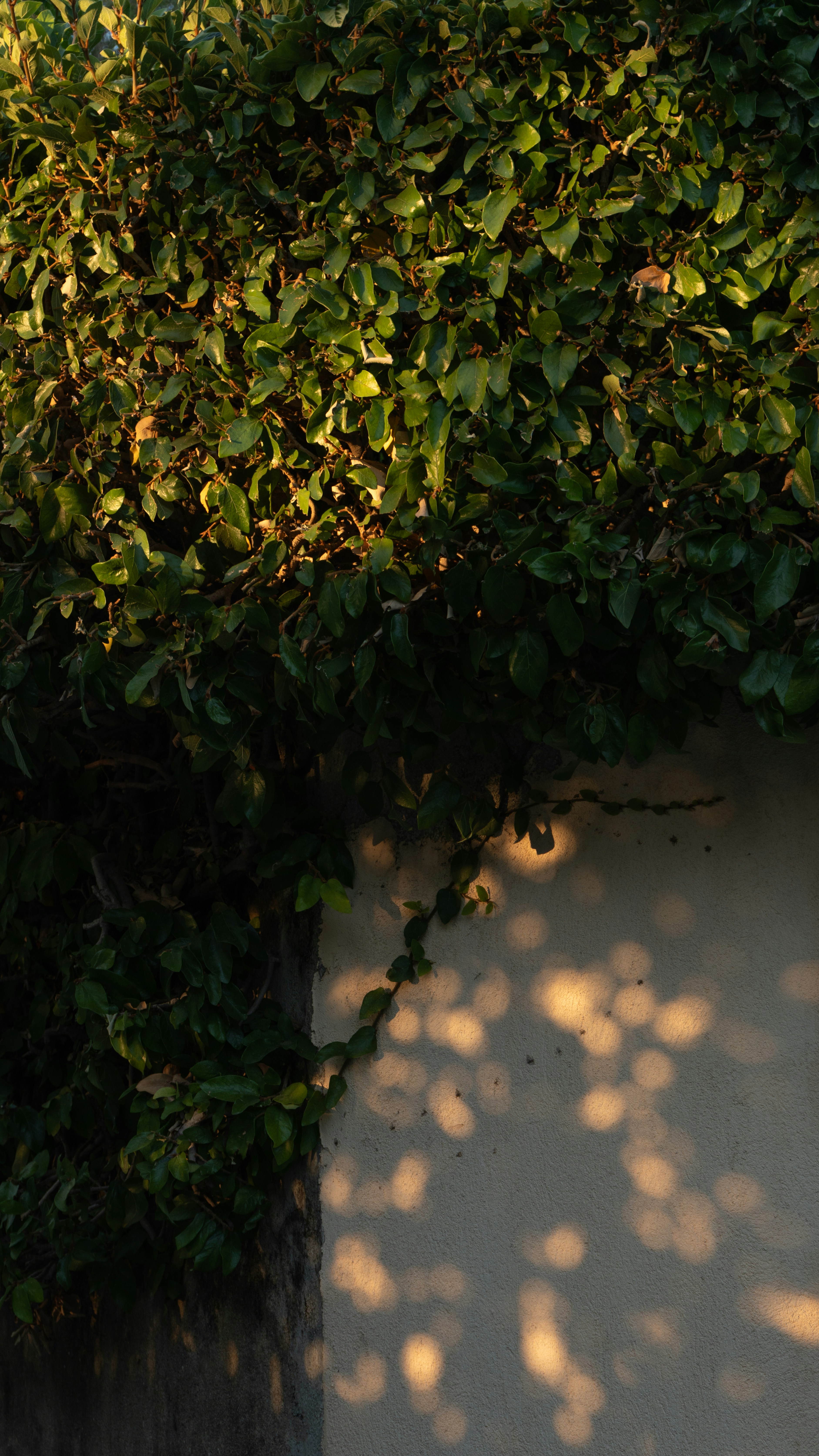 Green foliage on a wall with dappled sunlight