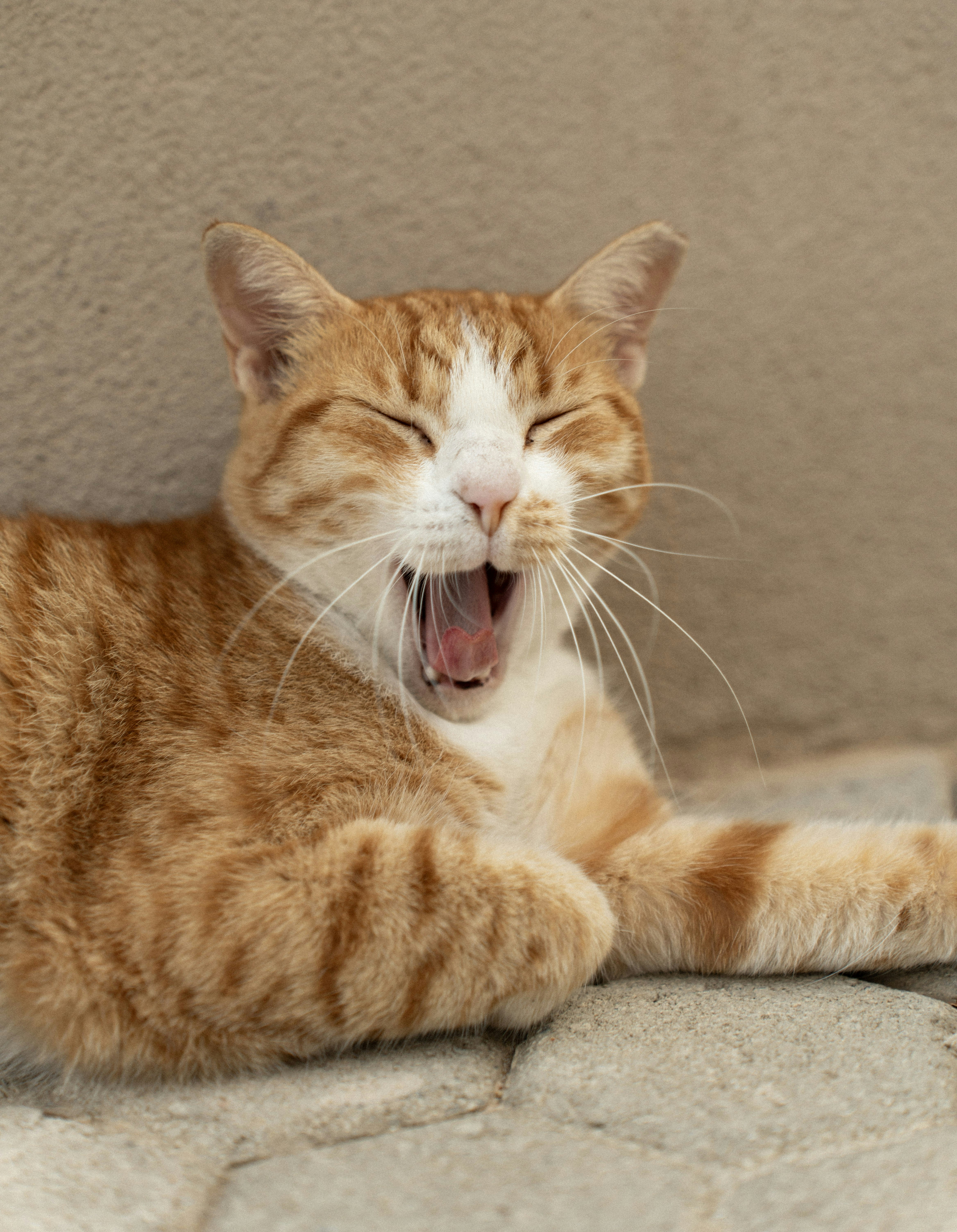 A ginger cat is yawning with eyes closed.